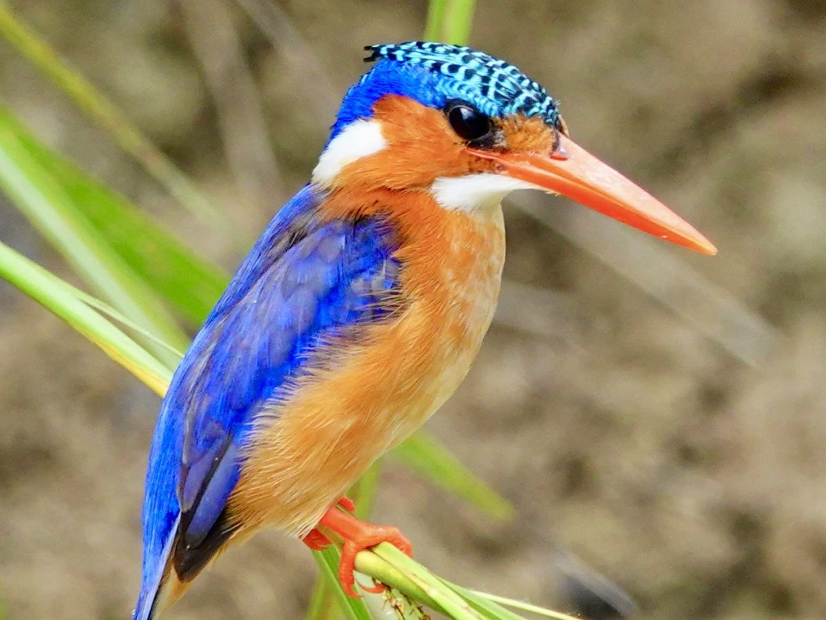 Fly to Queen Elizabeth National Park and Kyambura Wildlife Preserve