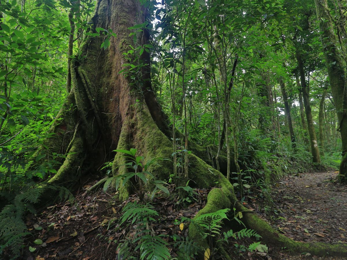 Excursion of Choice from Senda Monteverde