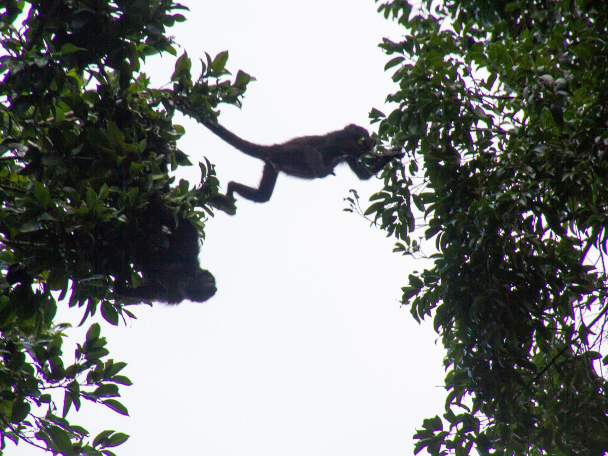 Tikal Tour