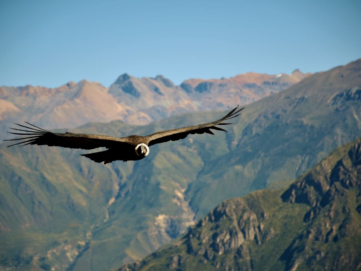 Transfer from Arequipa to the Colca Canyon