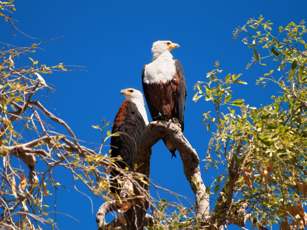 Okavango Delta