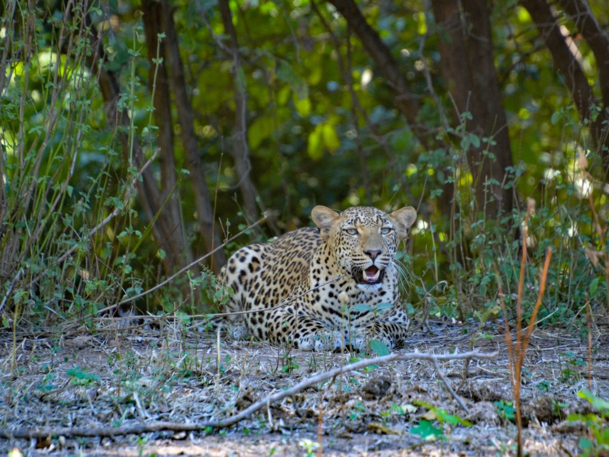 On safari in the Lower Zambezi National Park