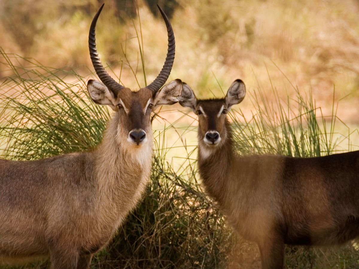 On safari in the Lower Zambezi National Park