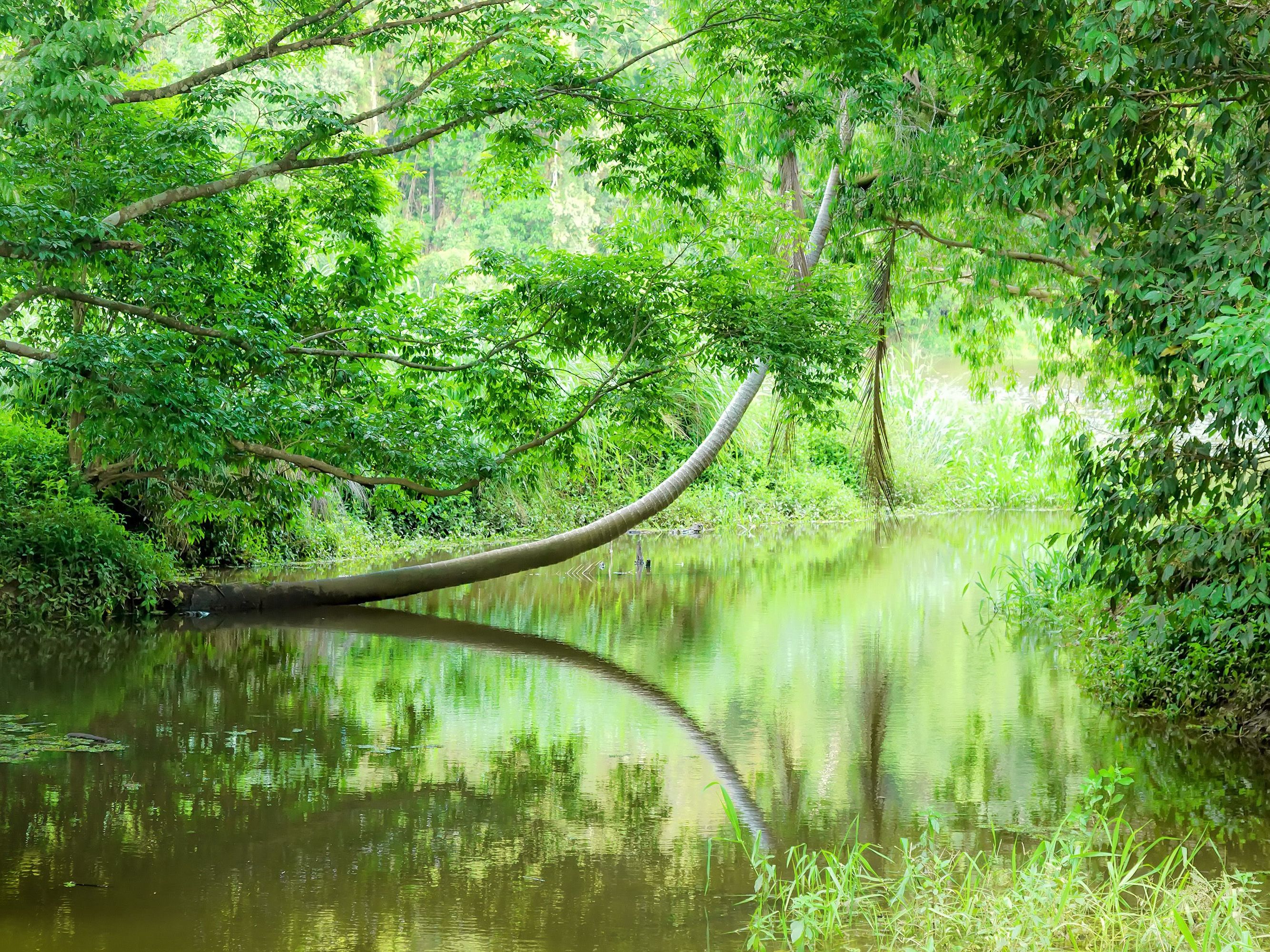 Alice Springs - Cairns - Daintree