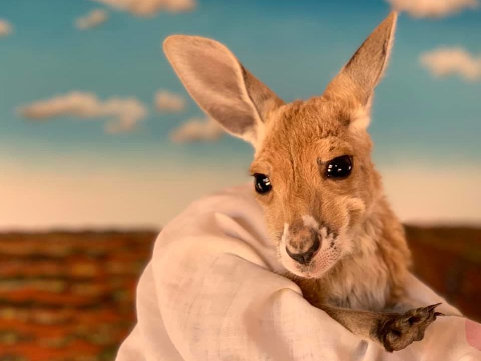 Alice Springs Arrival