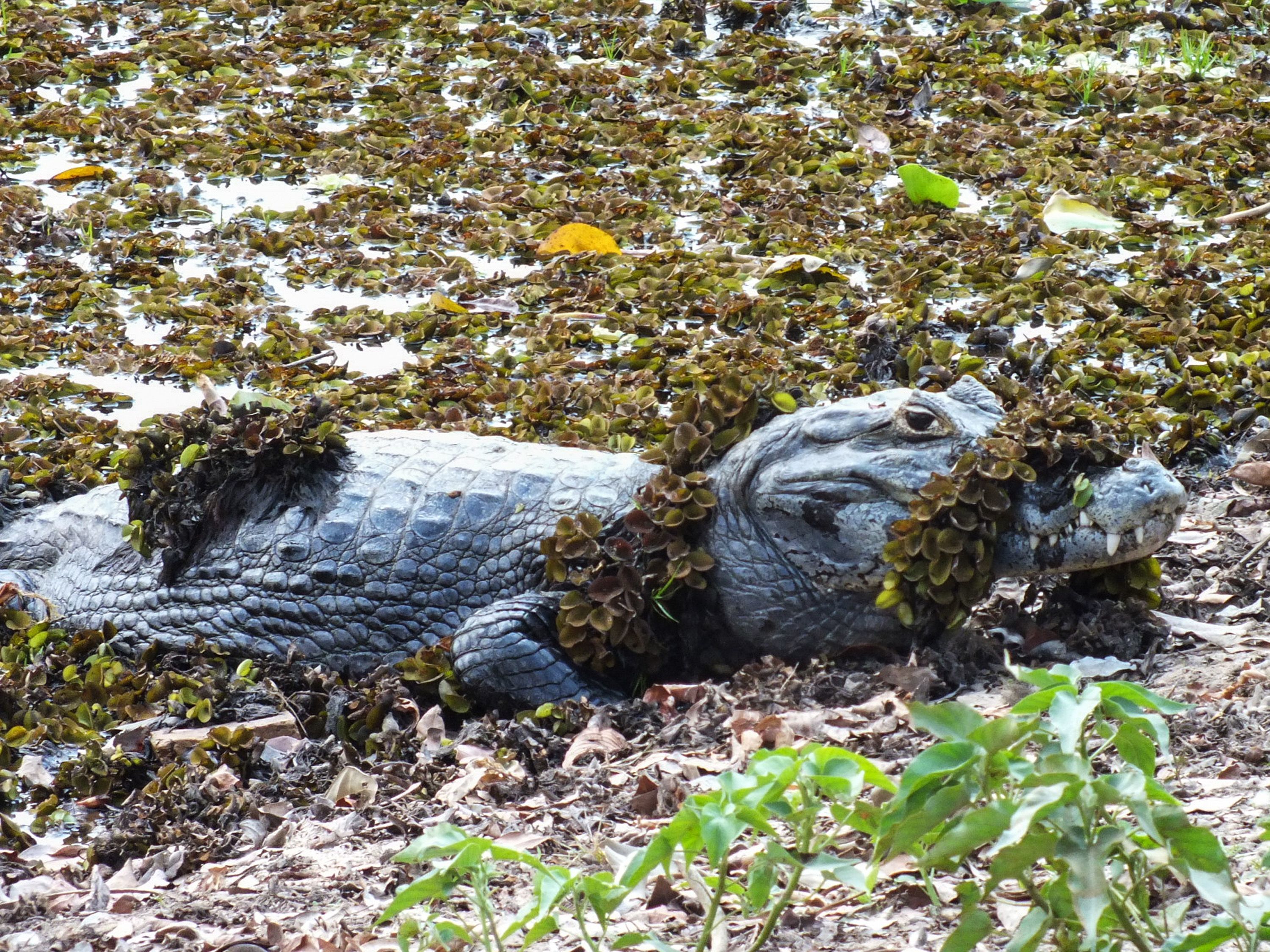 North Pantanal - Cuiabá - Campo Grande - South Pantanal