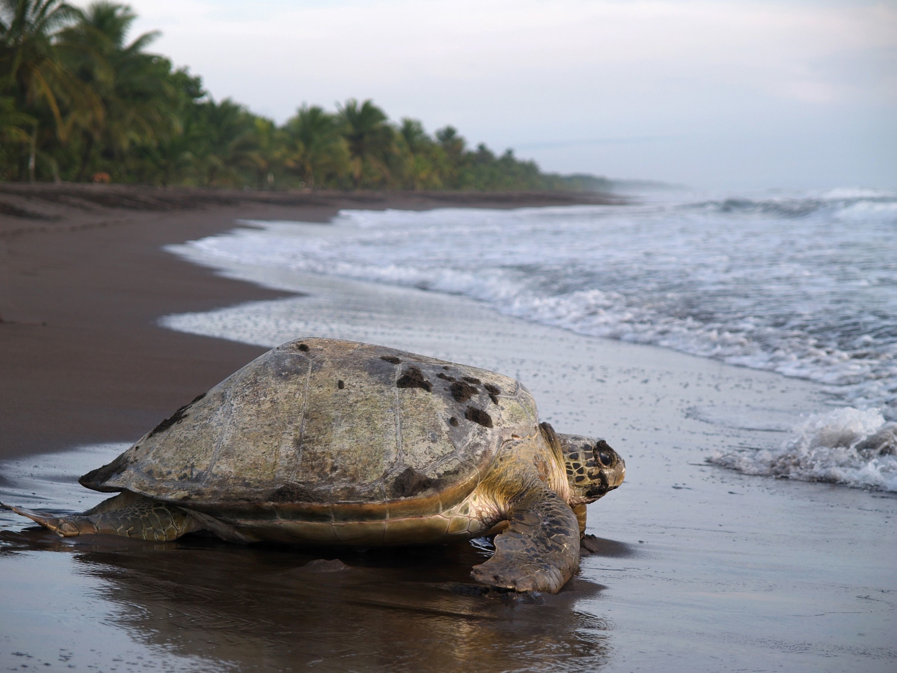 San Jose - Tortuguero