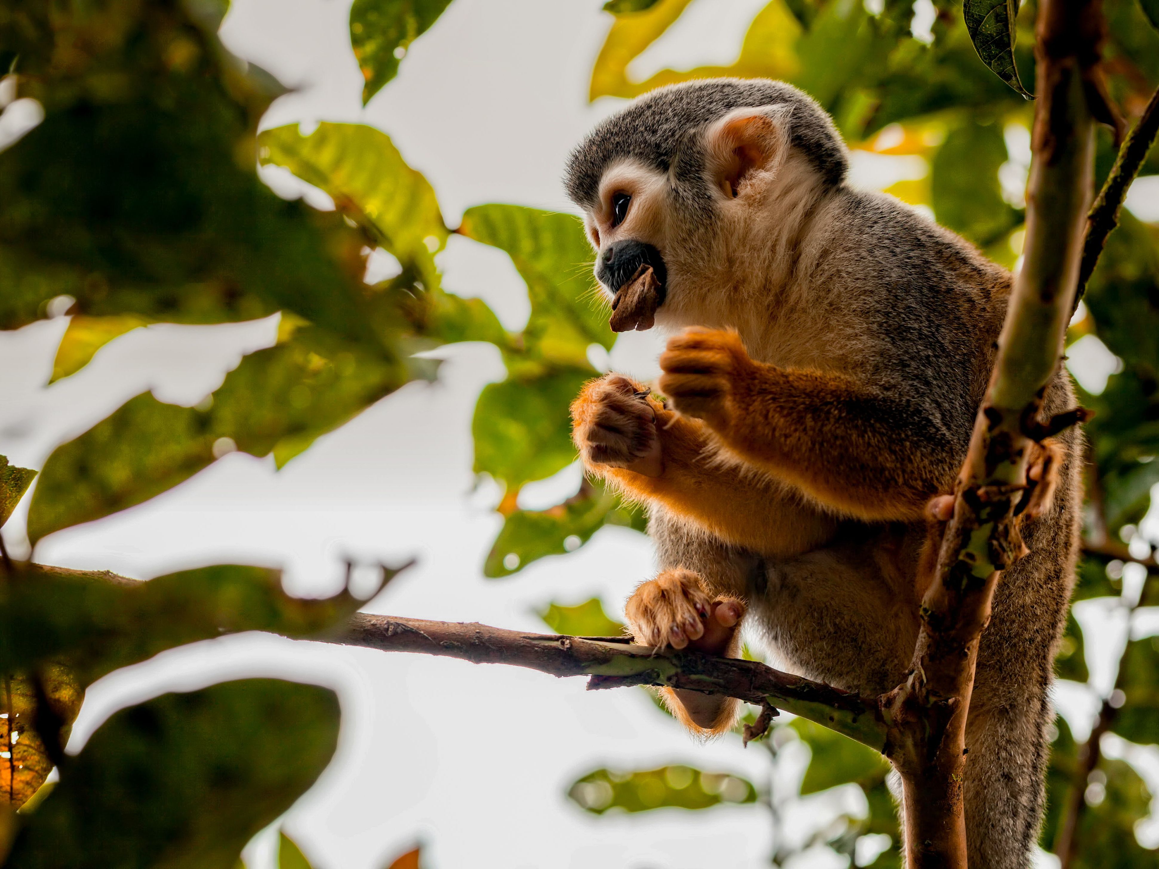 Observation Tower & Rainforest Walk