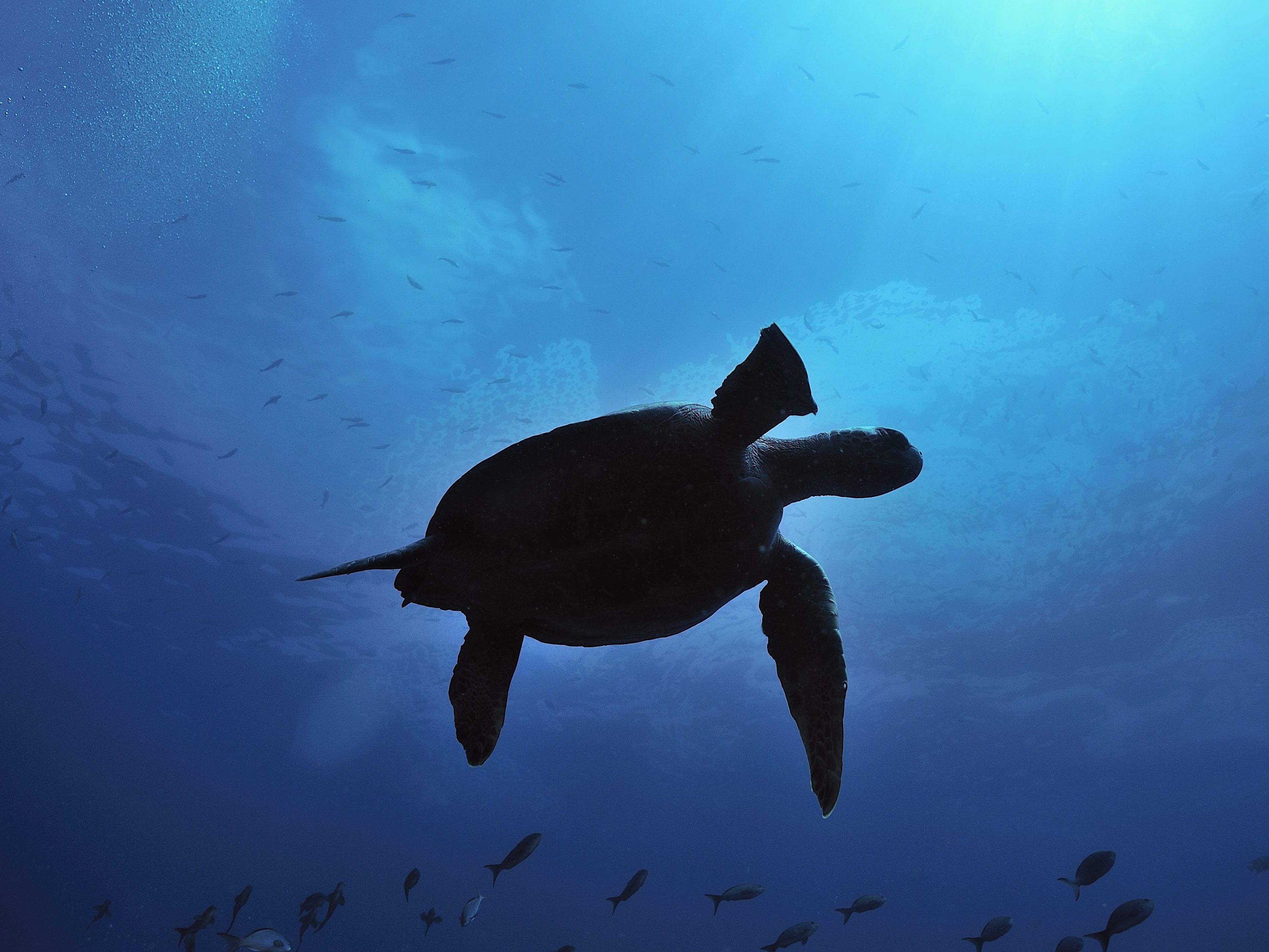 San Cristóbal Island