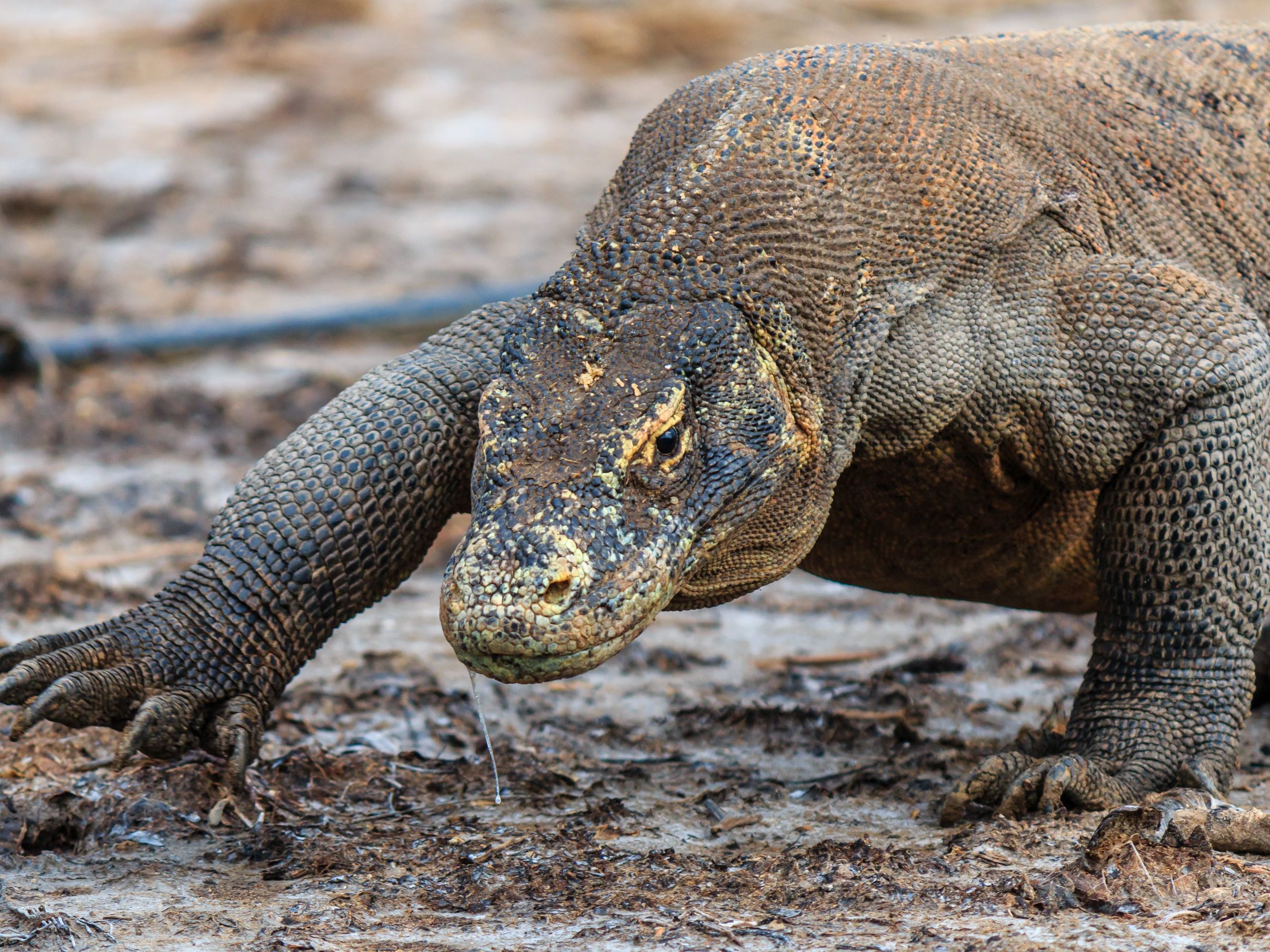 Labuan Bajo - Kampung Rinca  - Kanawa