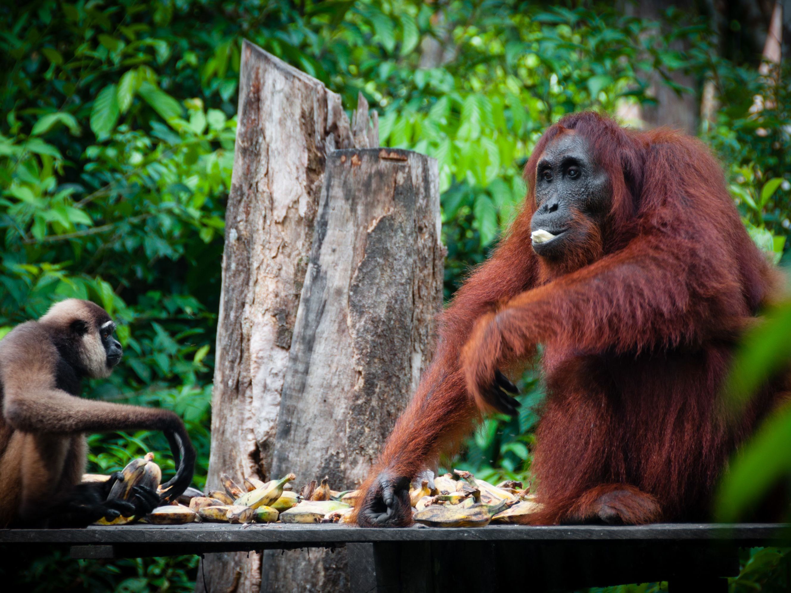 Jakarta - Pangkalanbun - Tanjung Puting