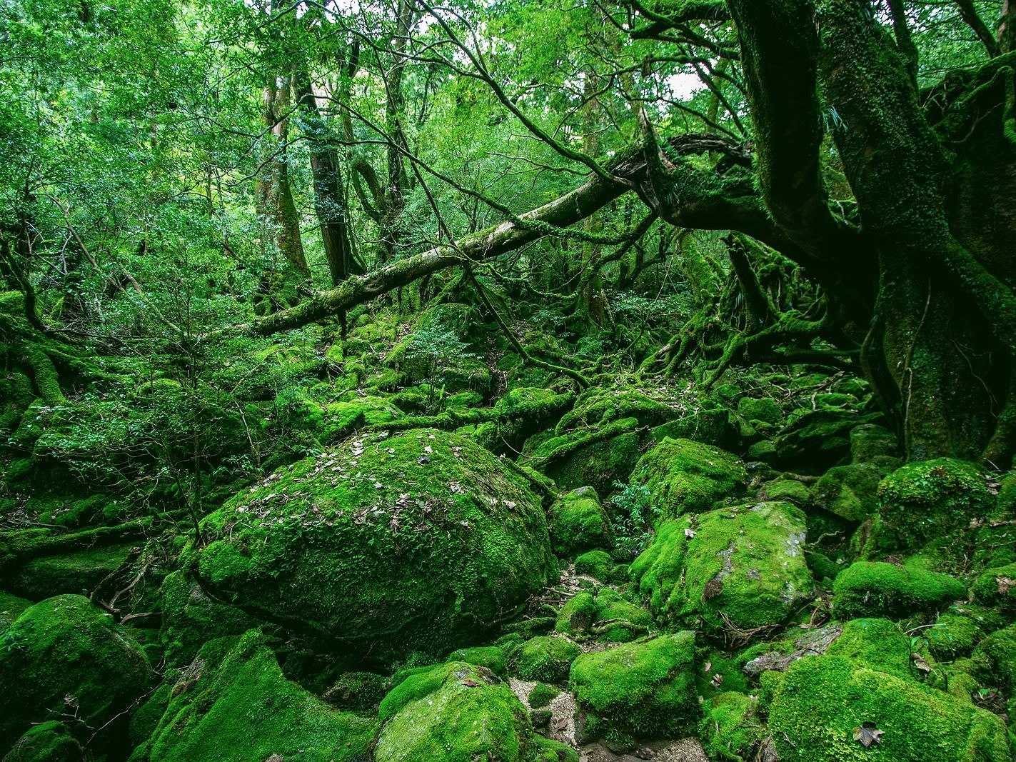 Kagoshima - Yakushima