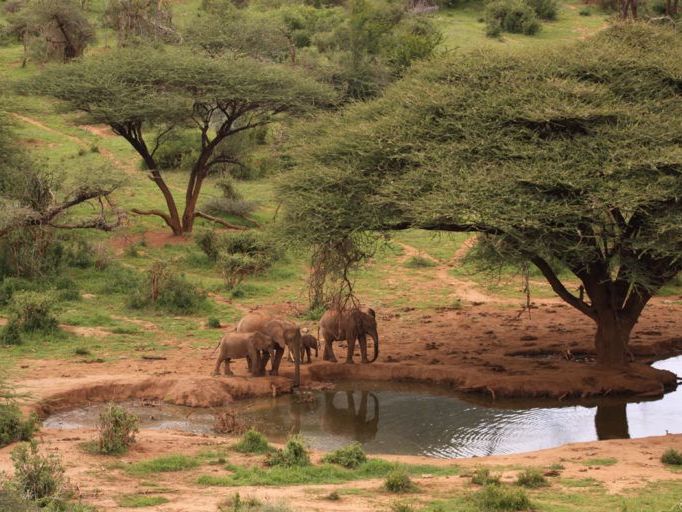 Lewa  Wildlife Conservancy - Ngwesi Conservancy