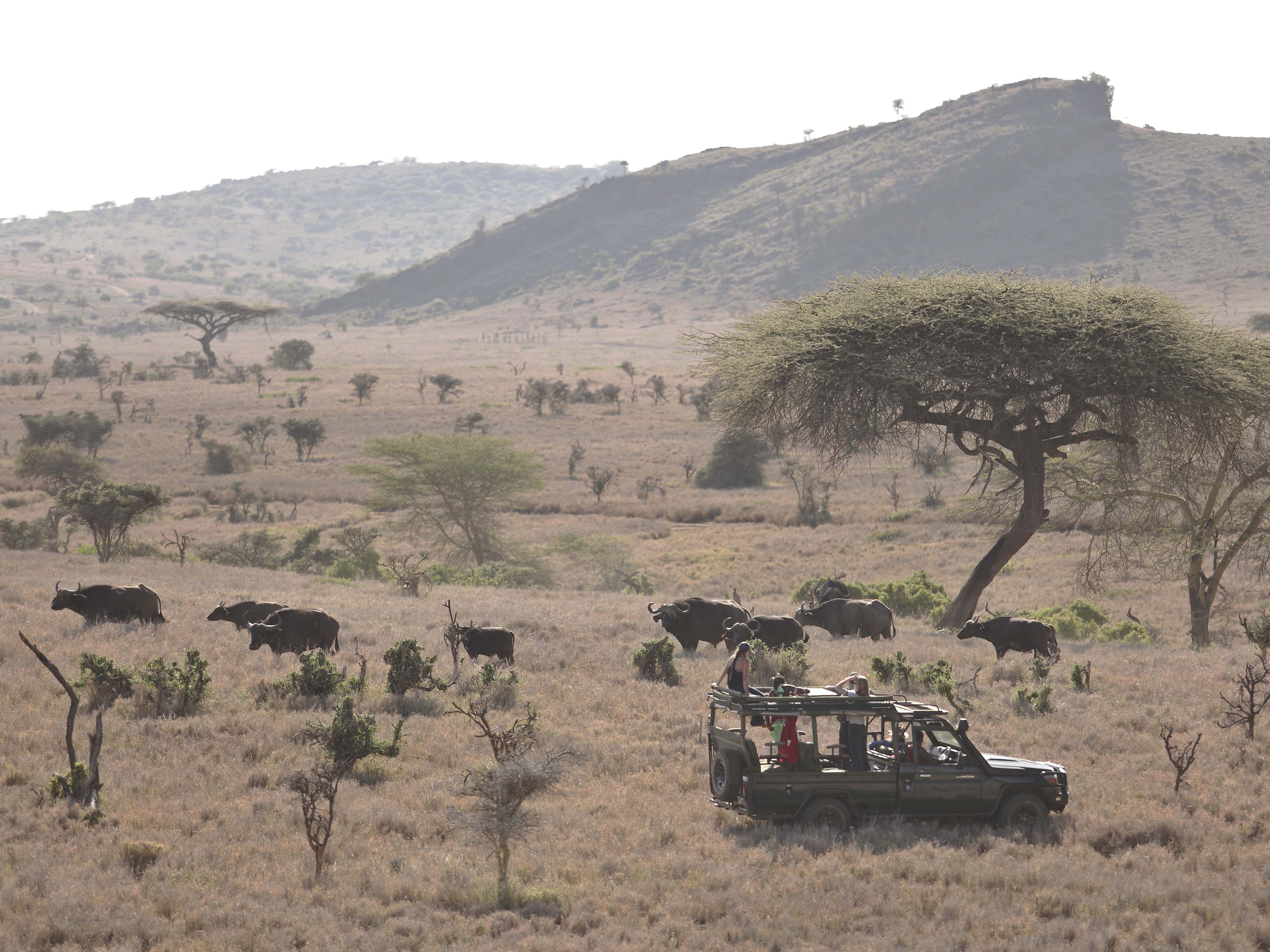 Nairobi National Park - Lewa Wildlife Conservancy