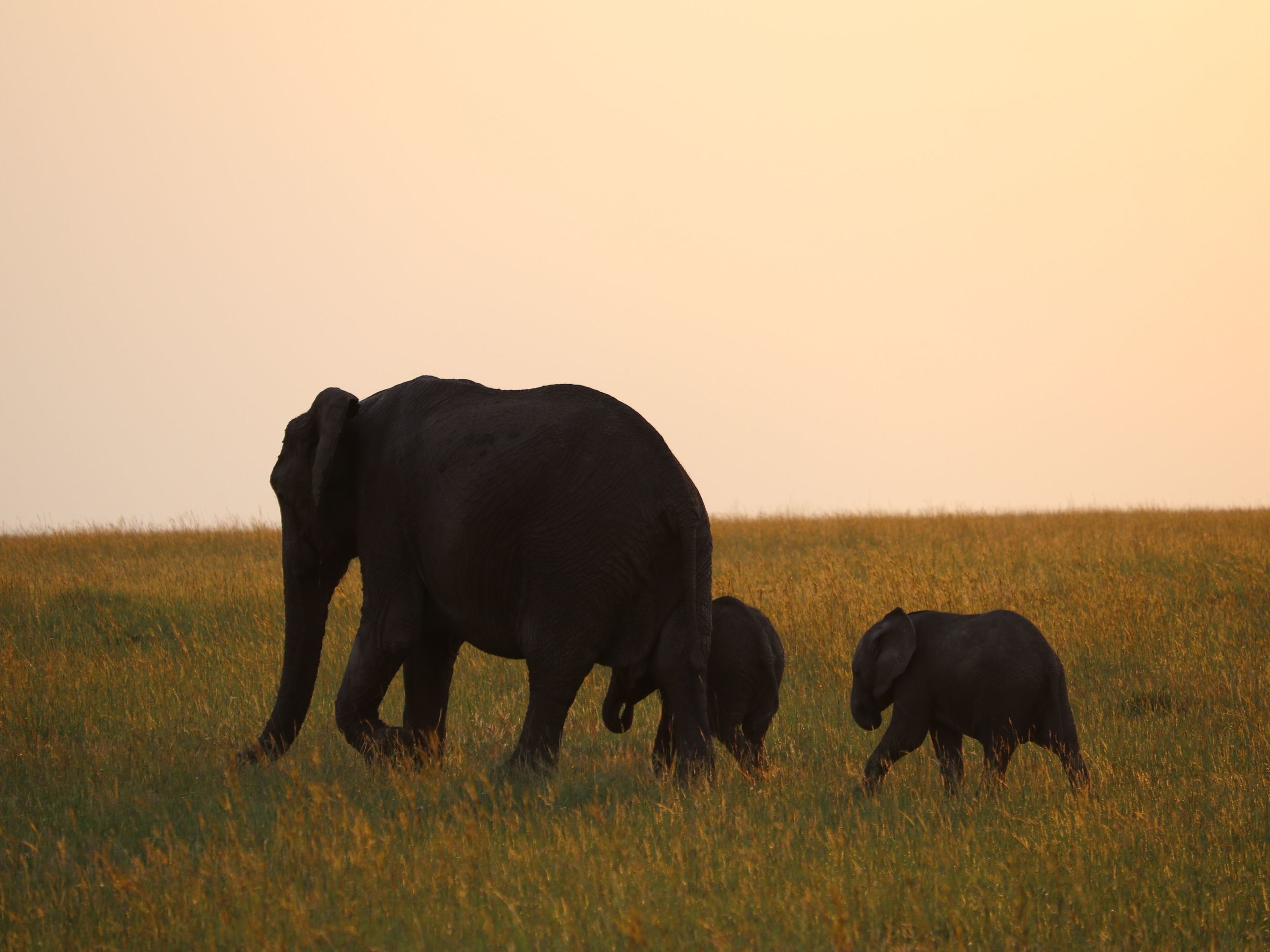 Karisia - Masai Mara - Loita Hills