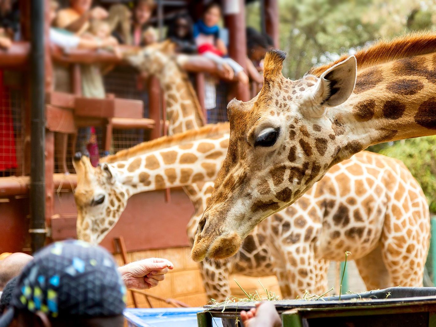 Masai Mara - Nairobi