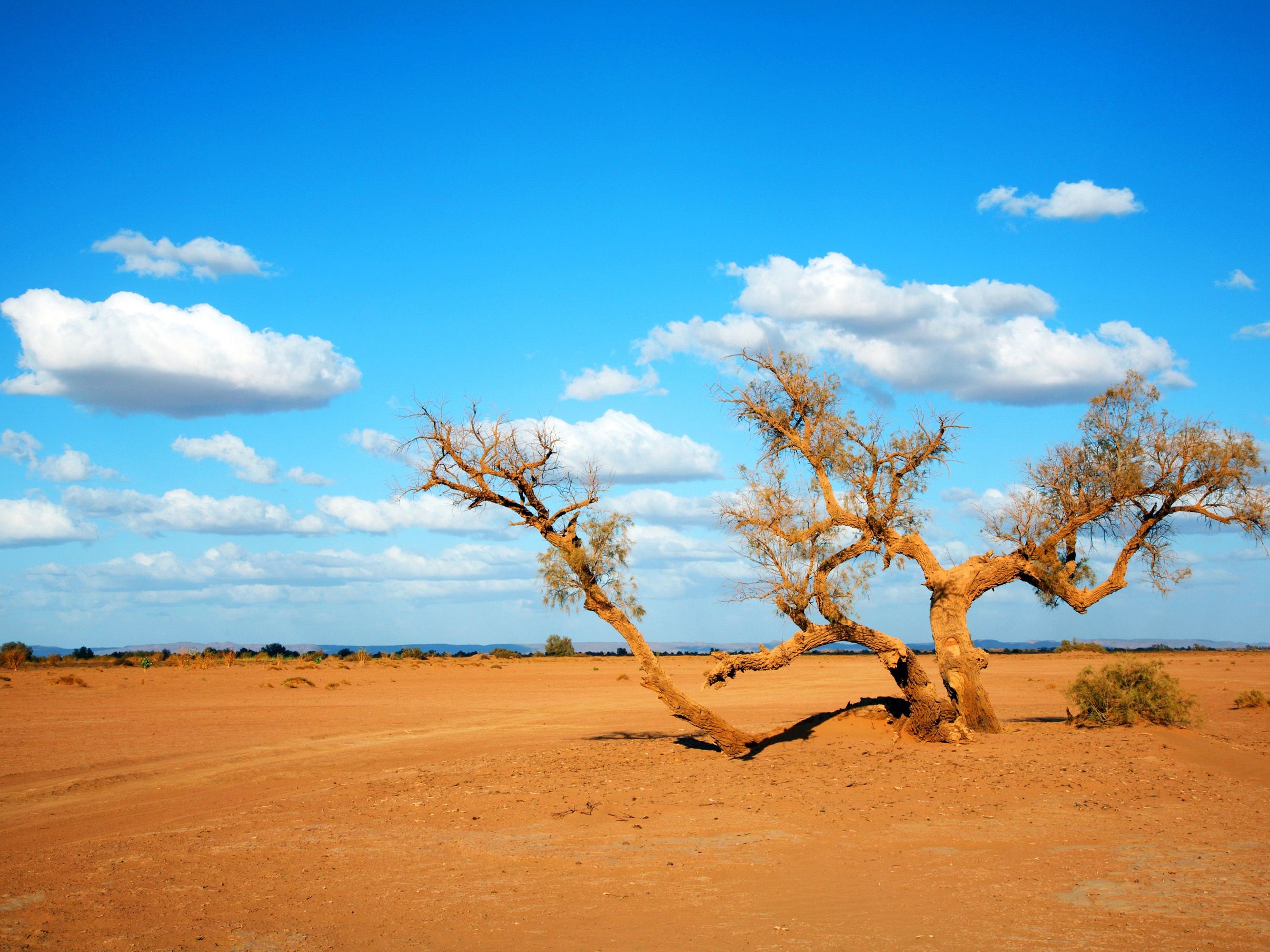 Erfoud - Sahara Desert