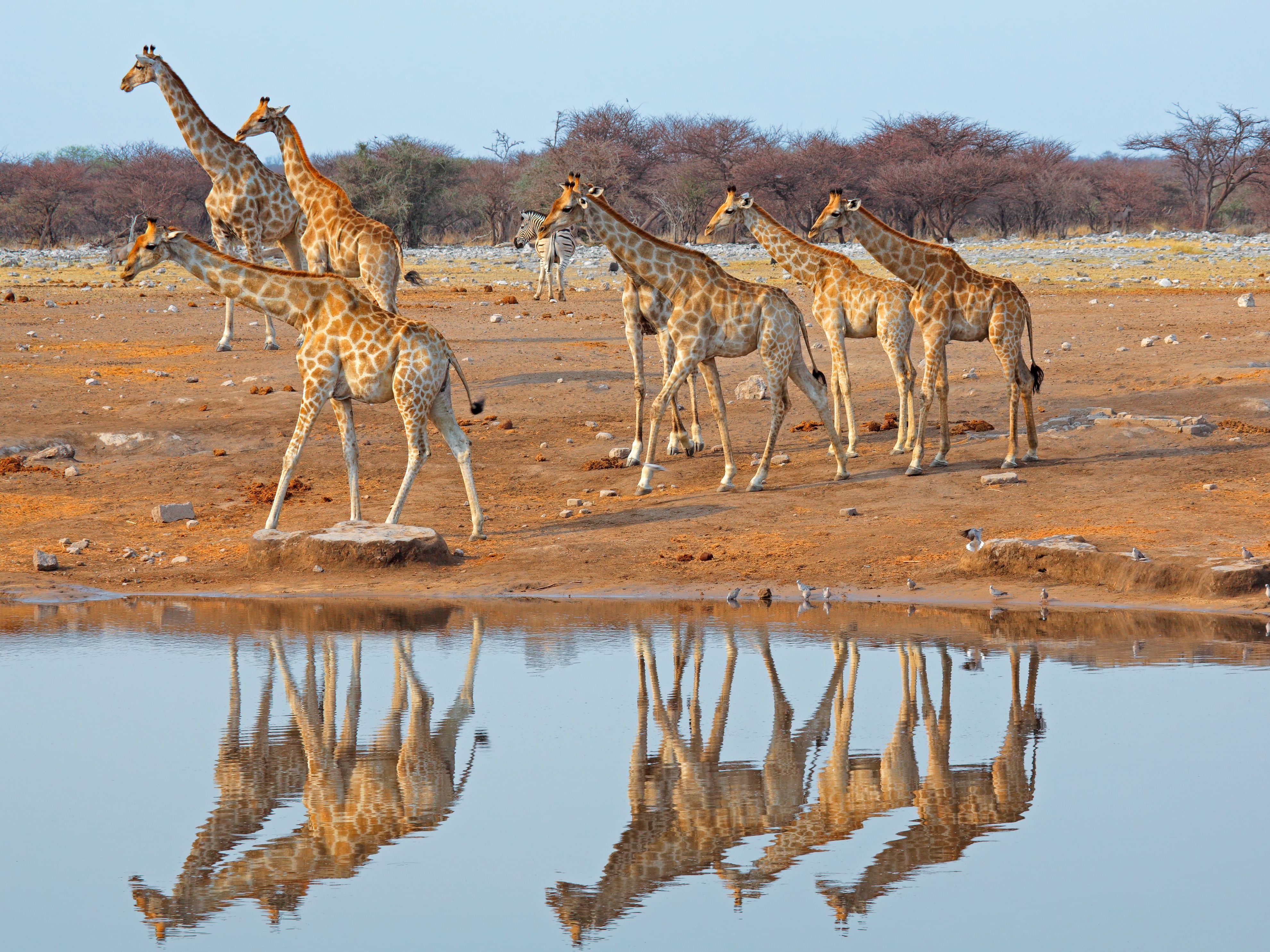 Etosha National Park