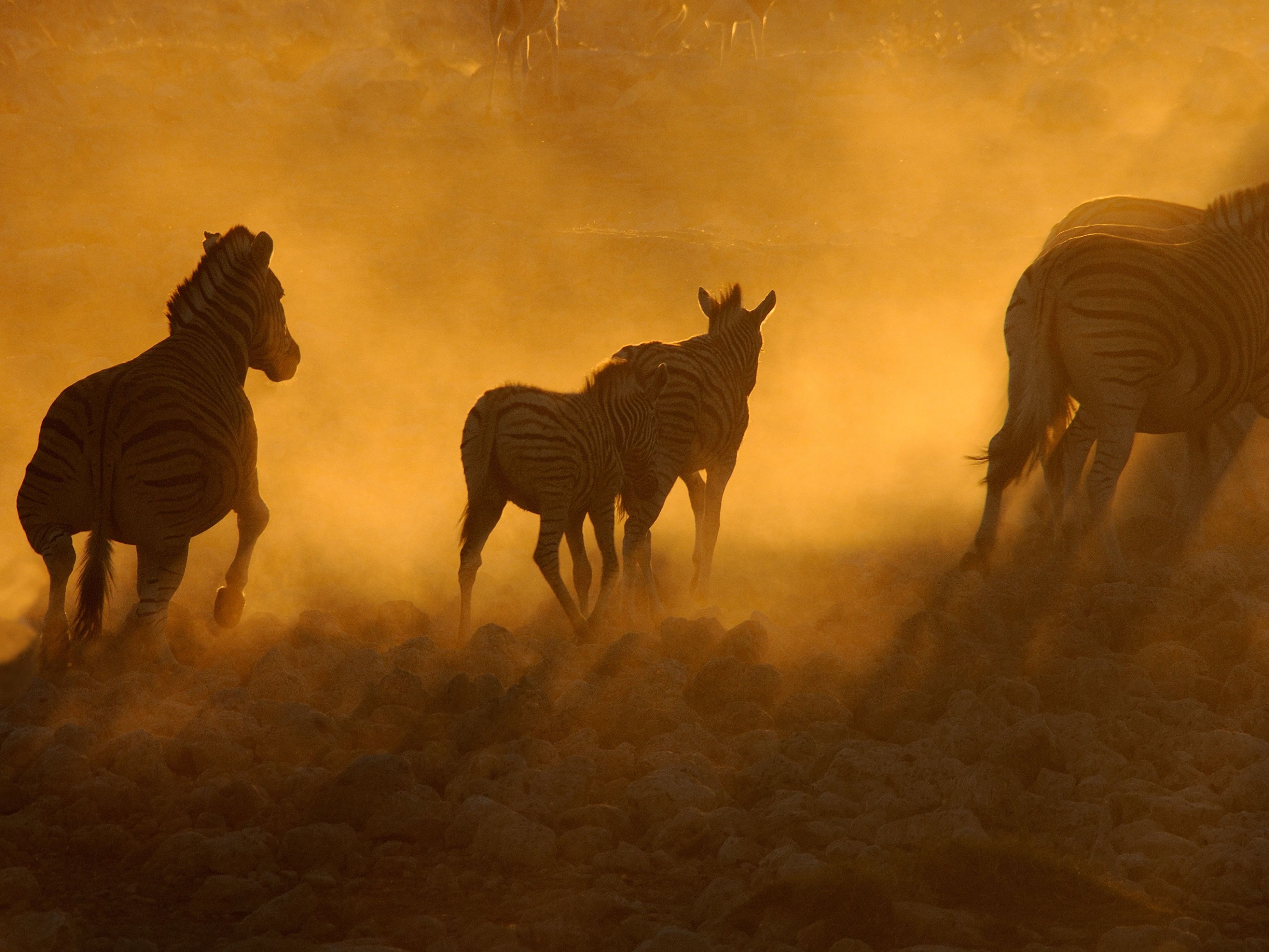 Southern Etosha National Park - Eastern Etosha