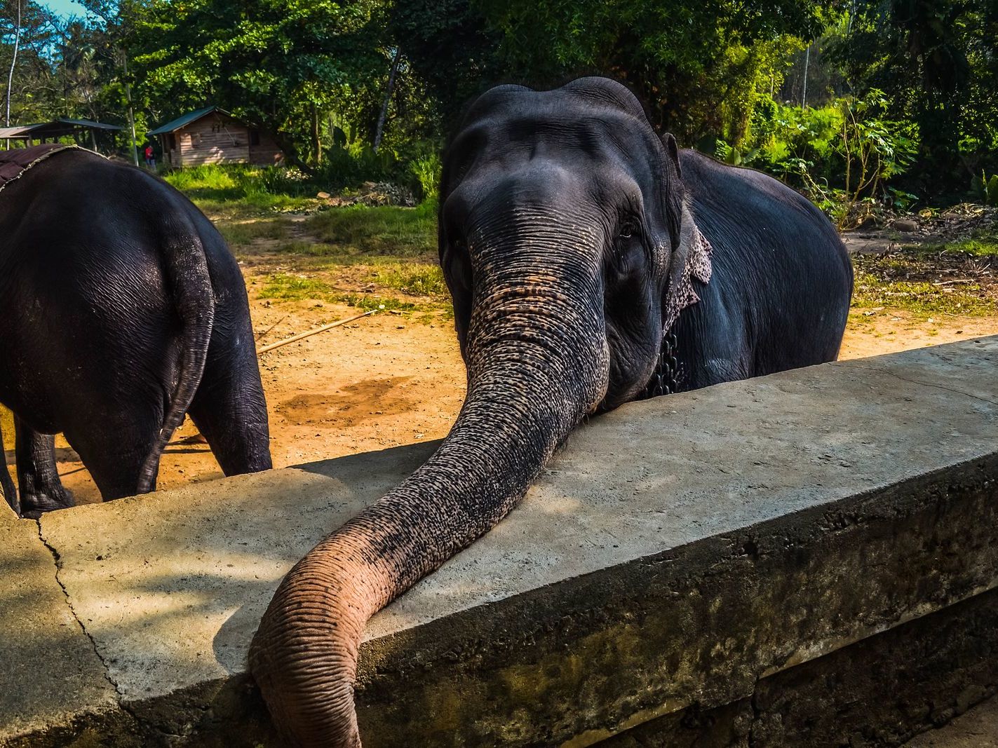 Jaffna - Ritigala - Habarana