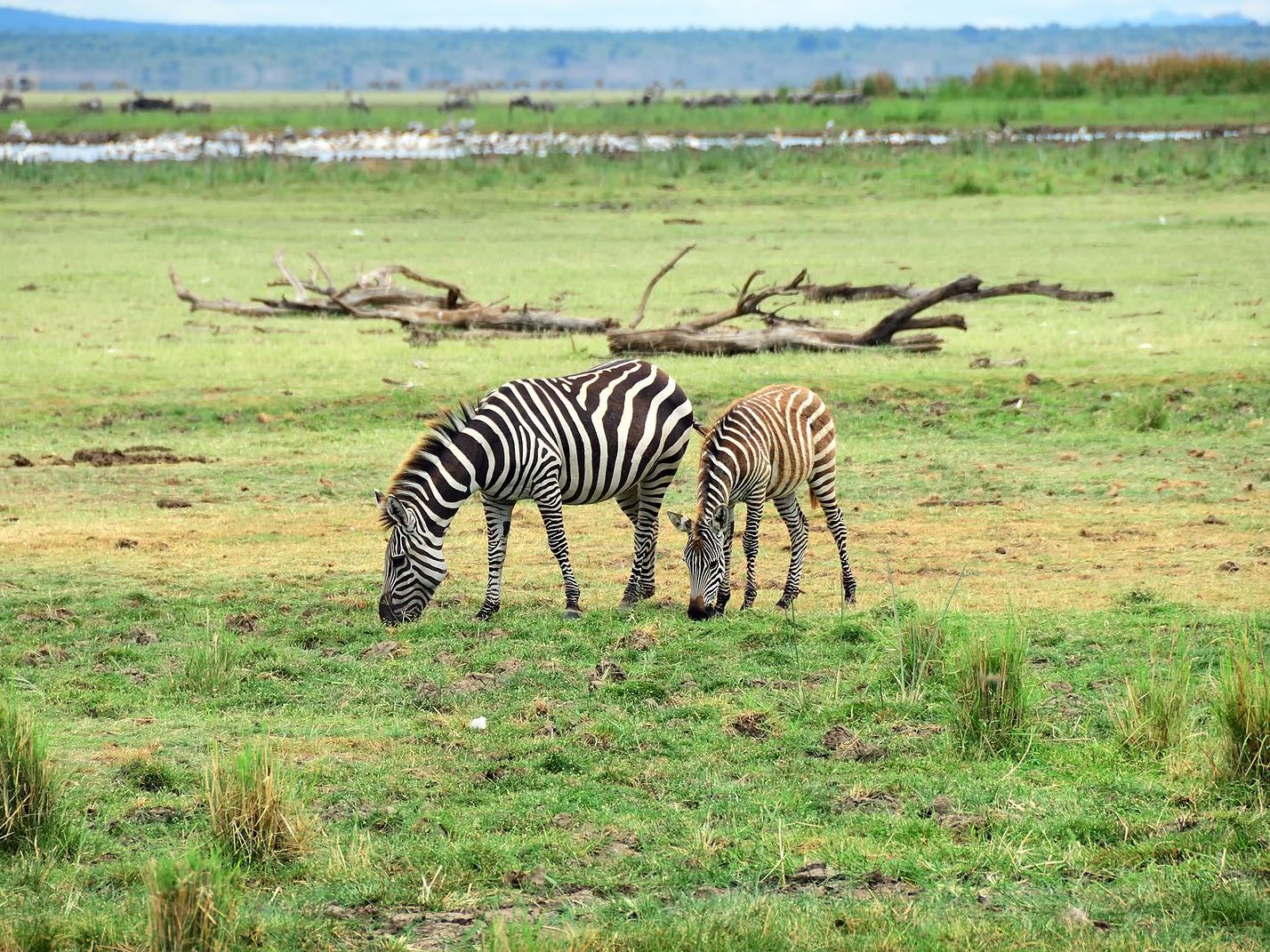 Manyara National Park
