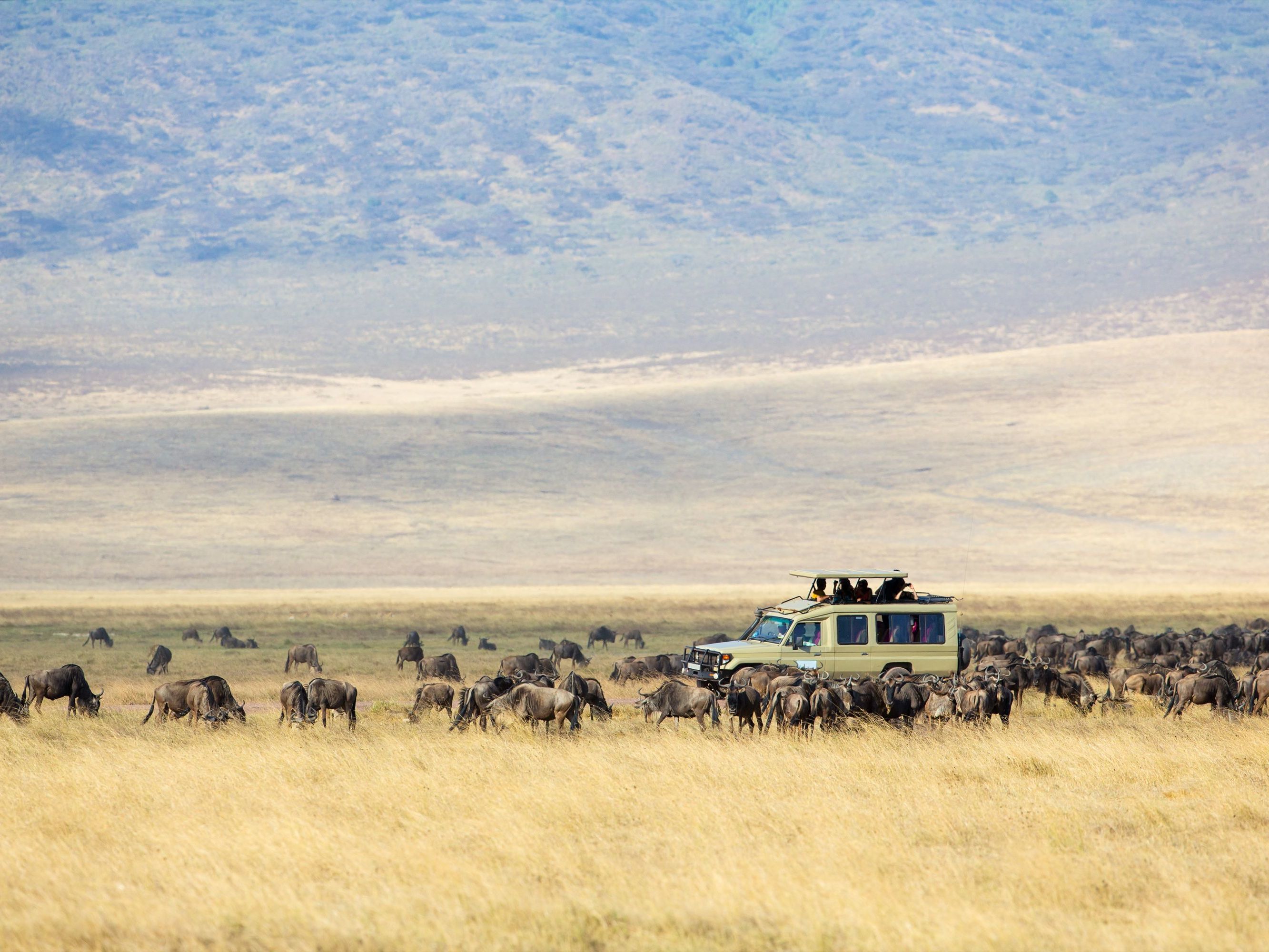 Ngorongoro Crater - Crater Highlands
