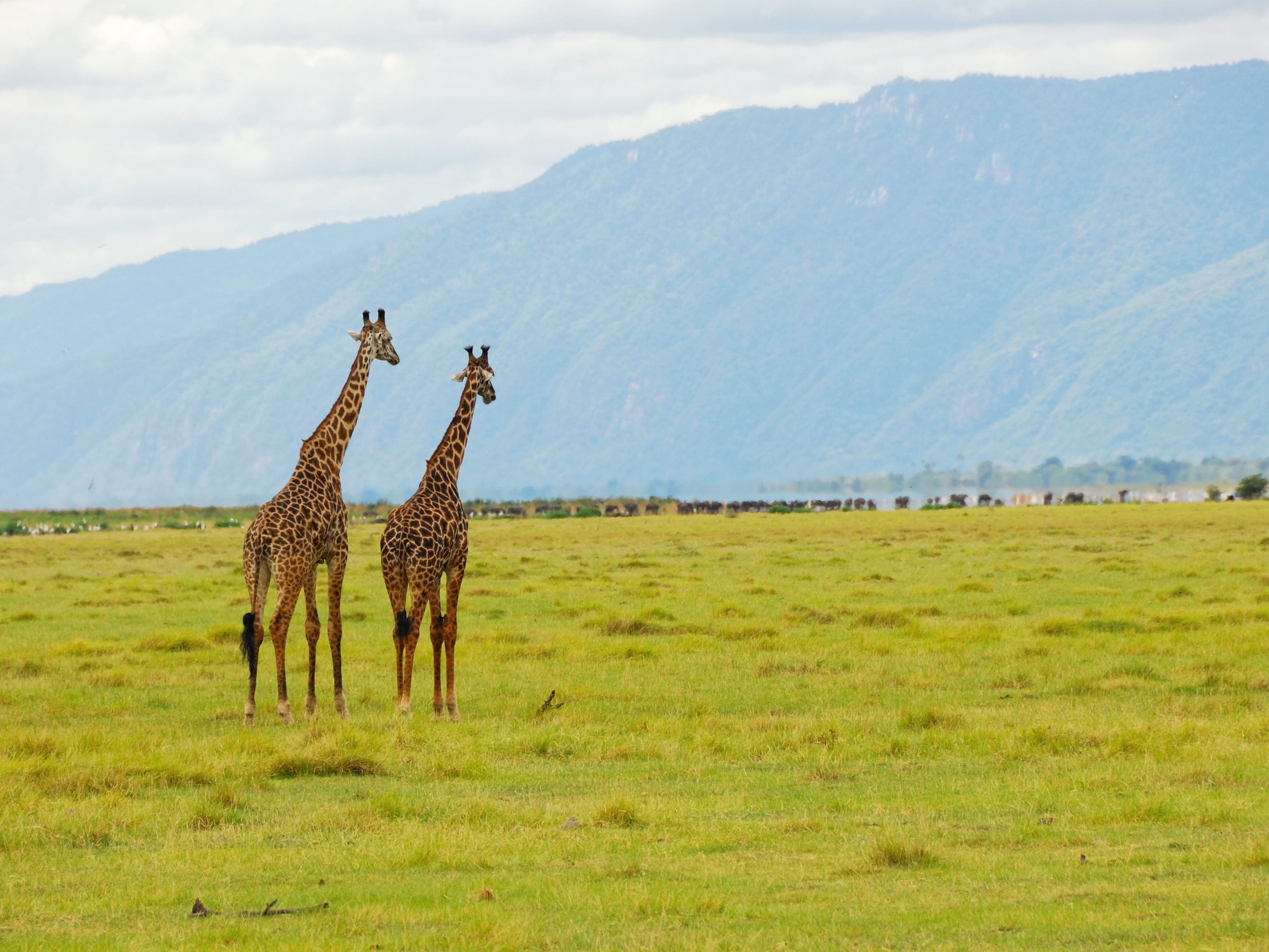Ngorongoro - Arusha Departure