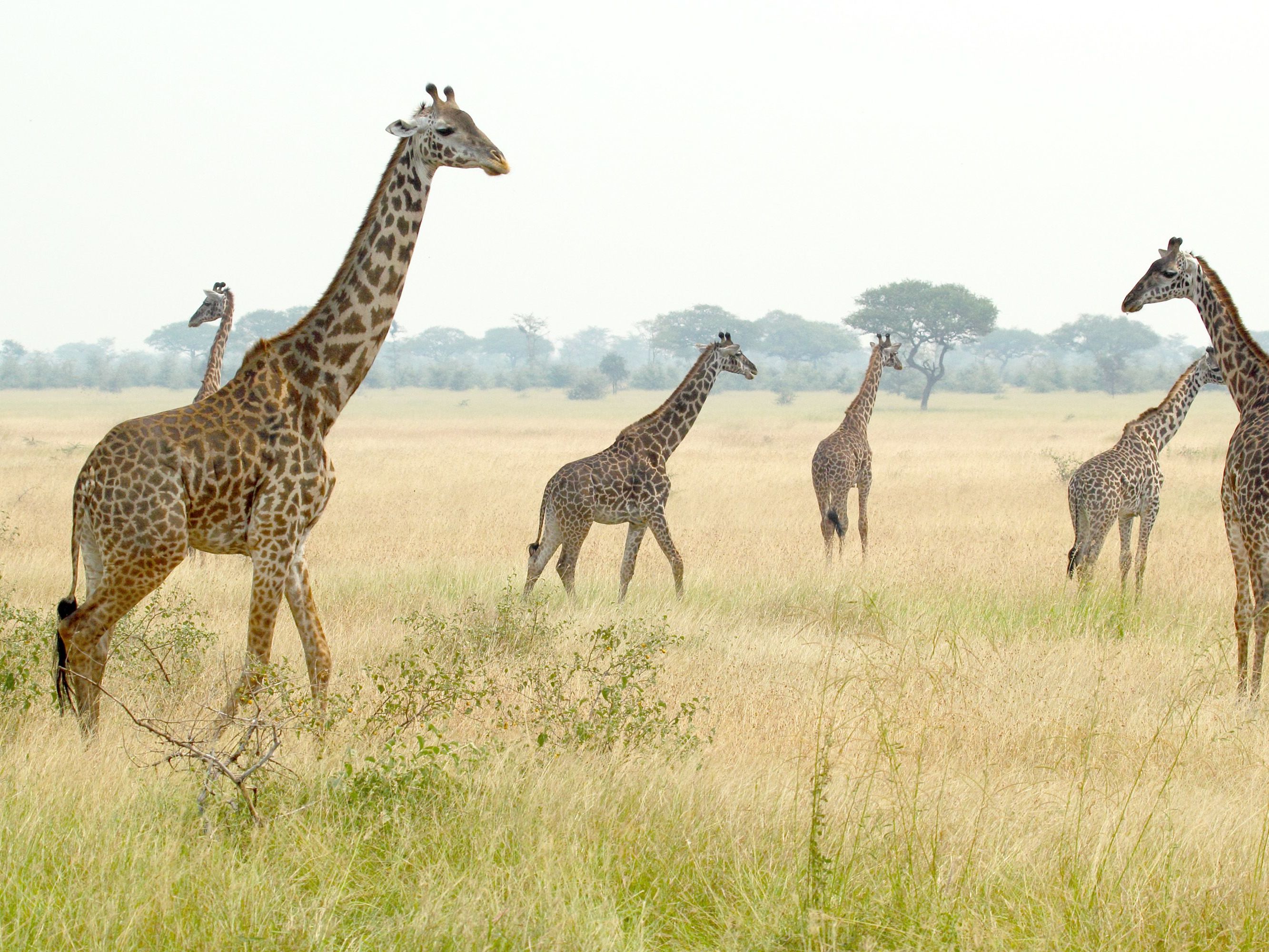 Ngorongoro - Central Serengeti