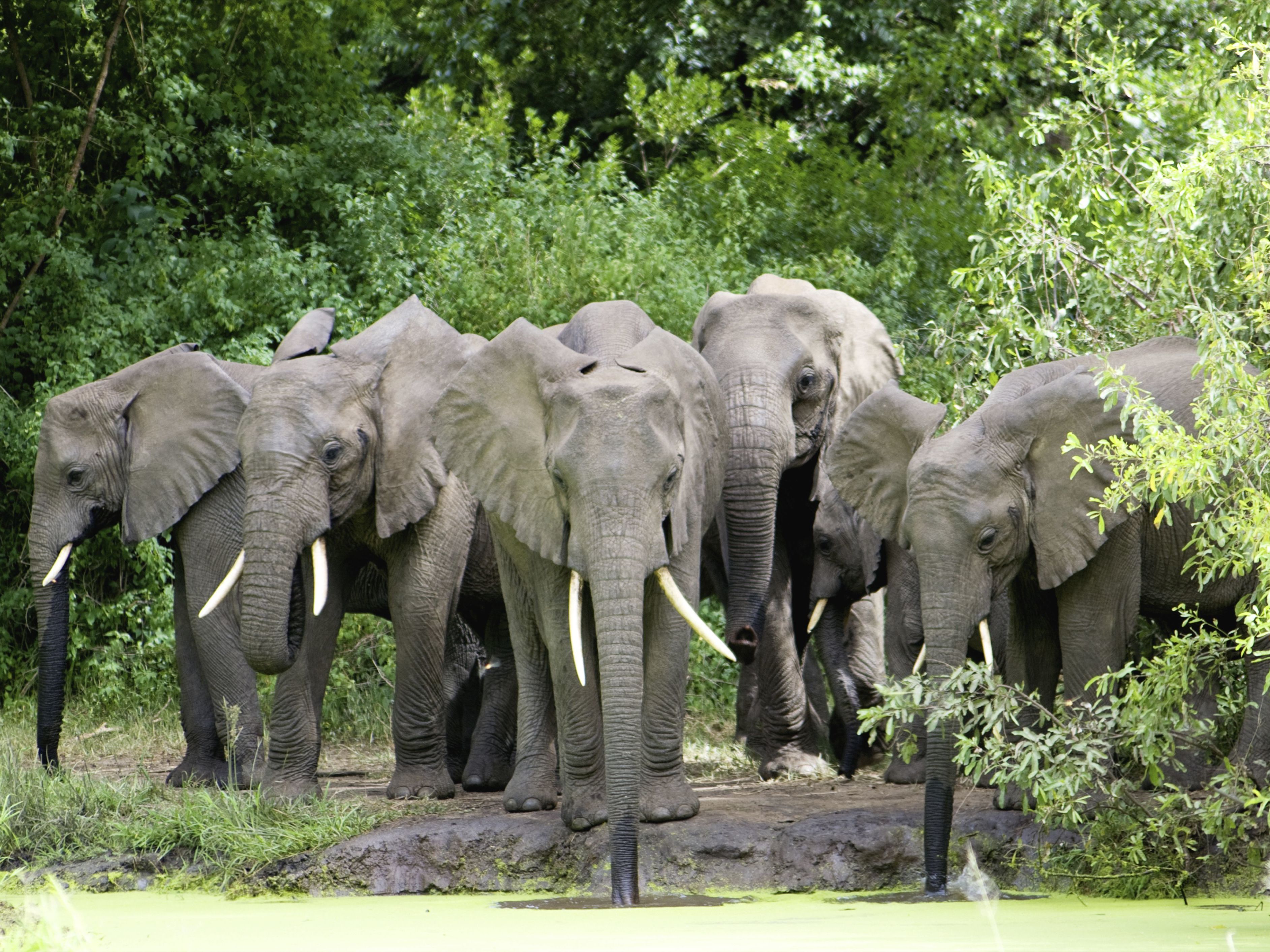 Ngorongoro - Lake Manyara - Arusha Departure