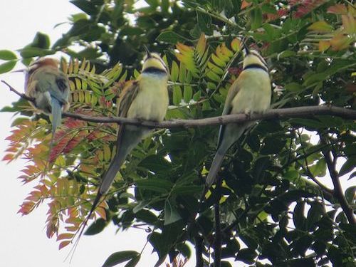 Entebbe - Kibale Forest