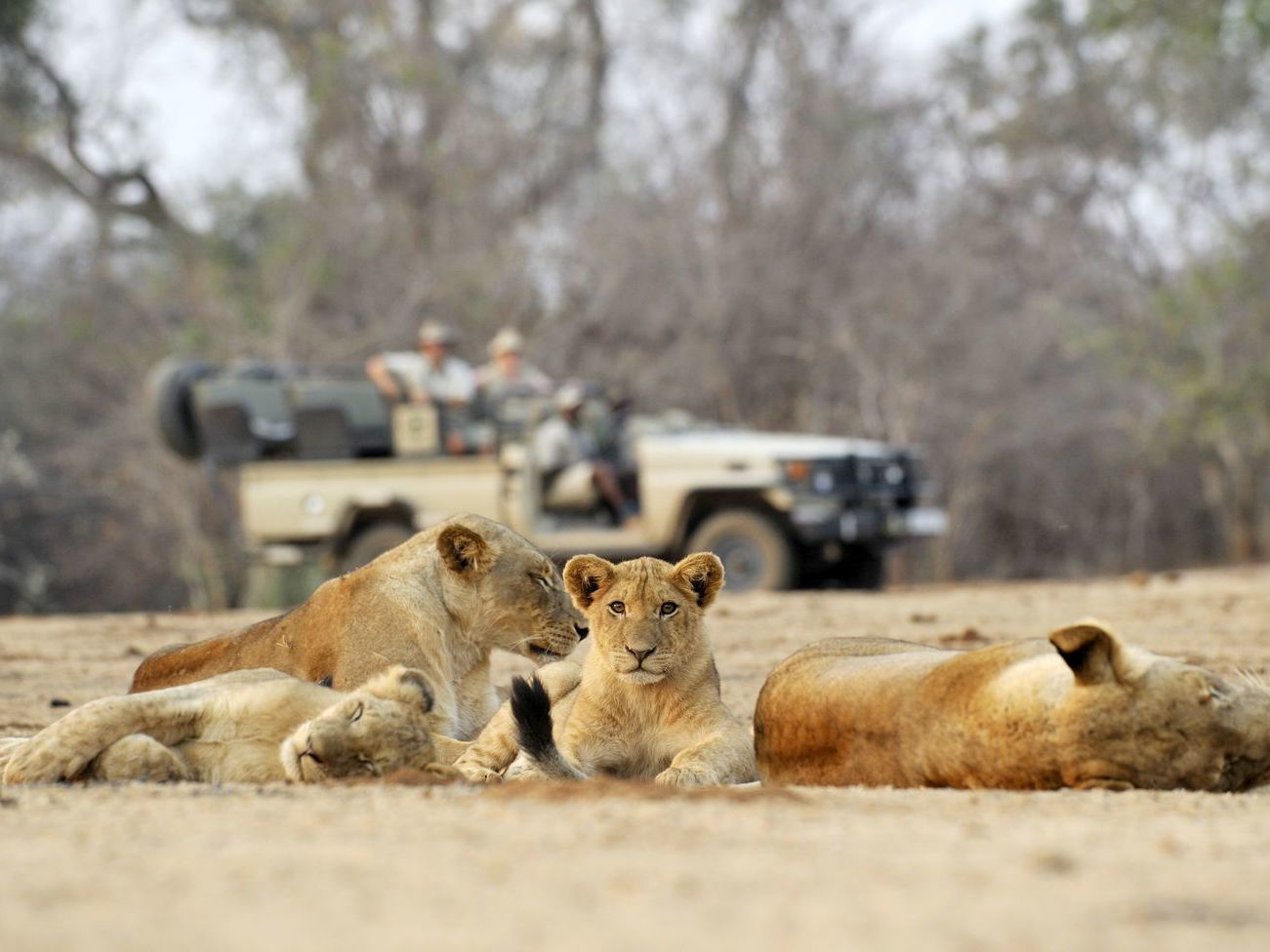 South Luangwa National Park - Lower Zambezi National Park