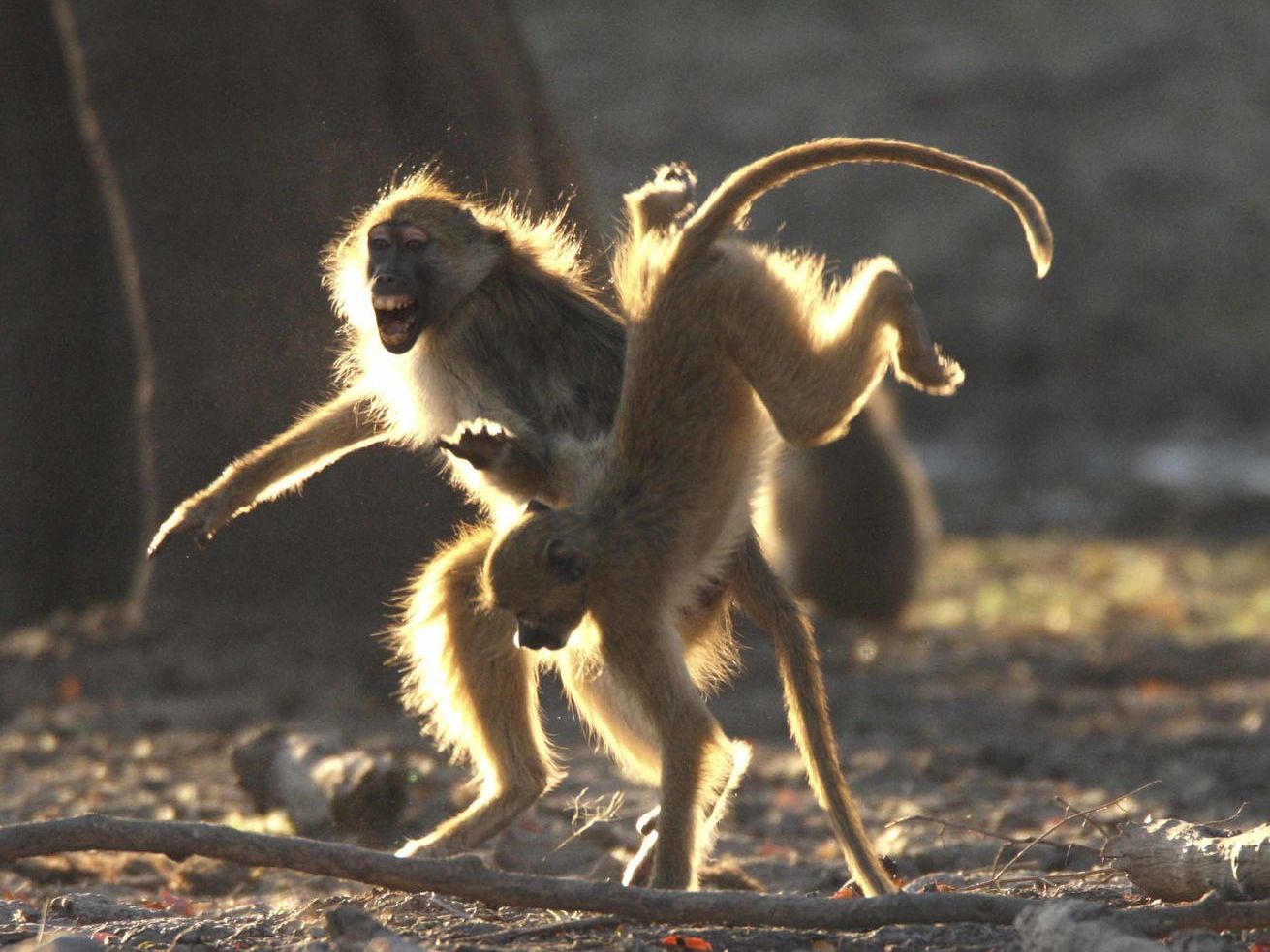South Luangwa - Lusaka Departure