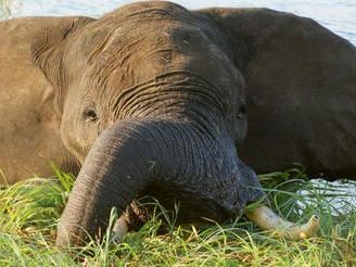 Linyanti Wildlife Reserve