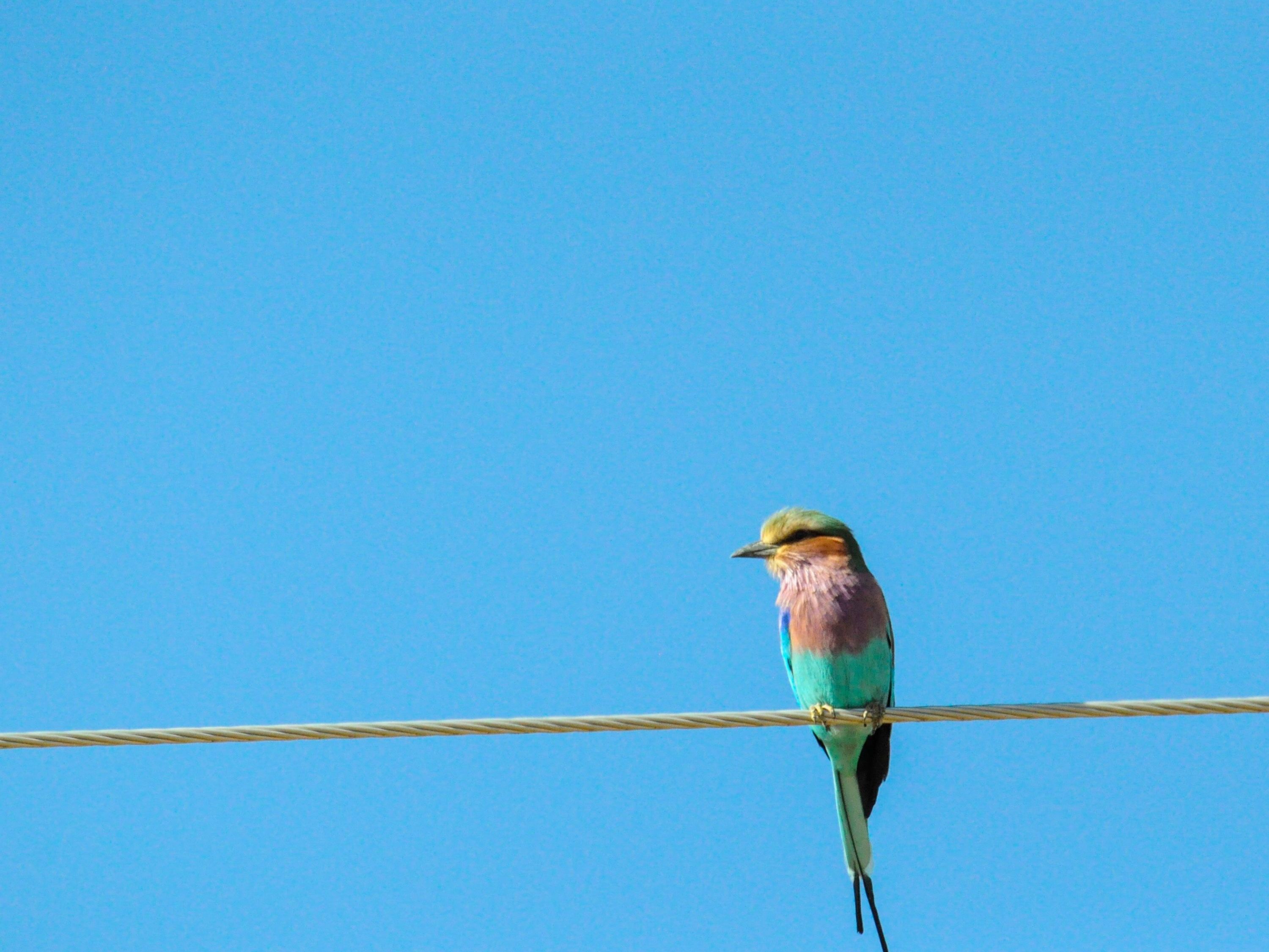 Linyanti Wildlife Reserve