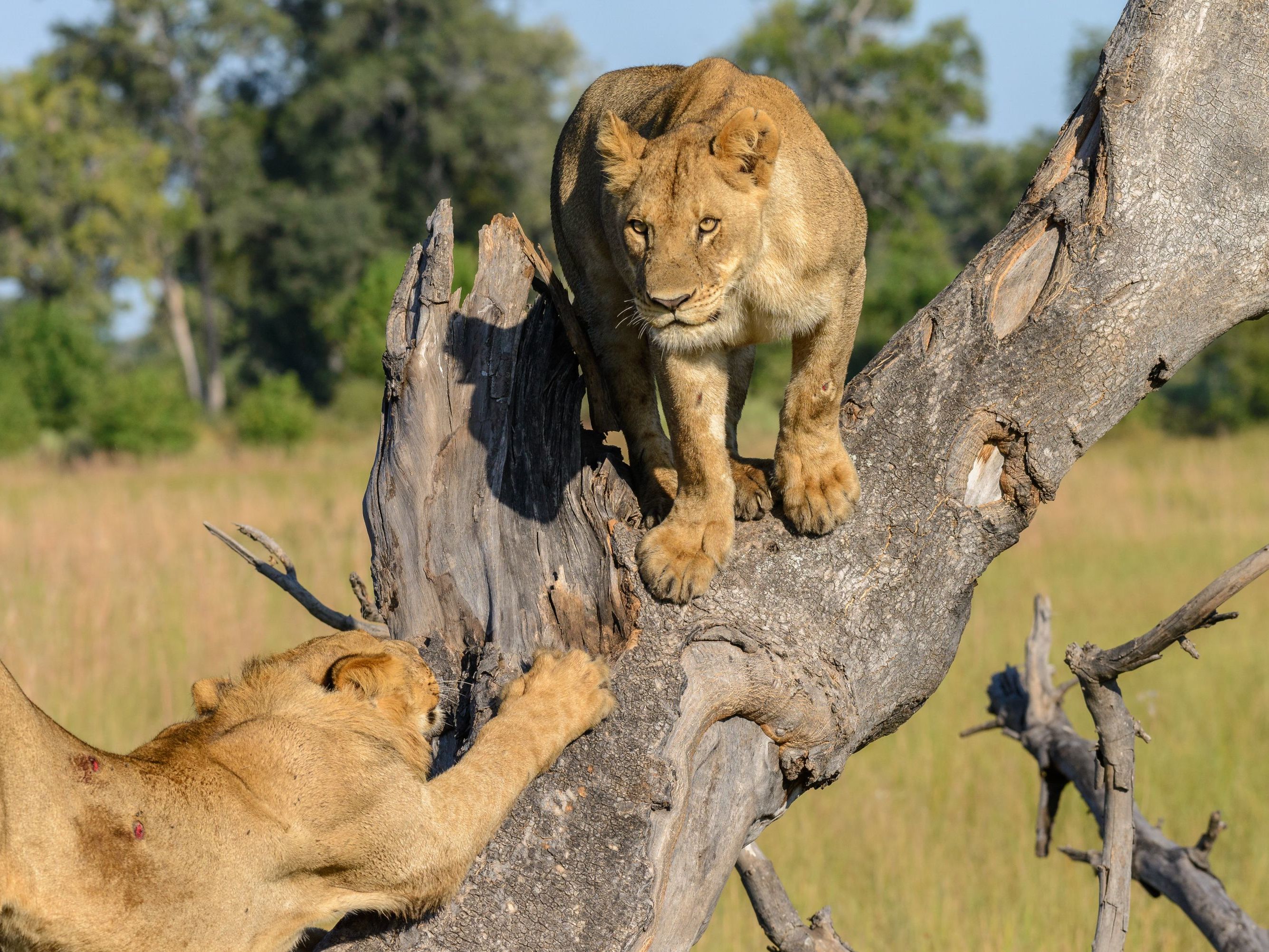 Linyanti Wildlife Reserve