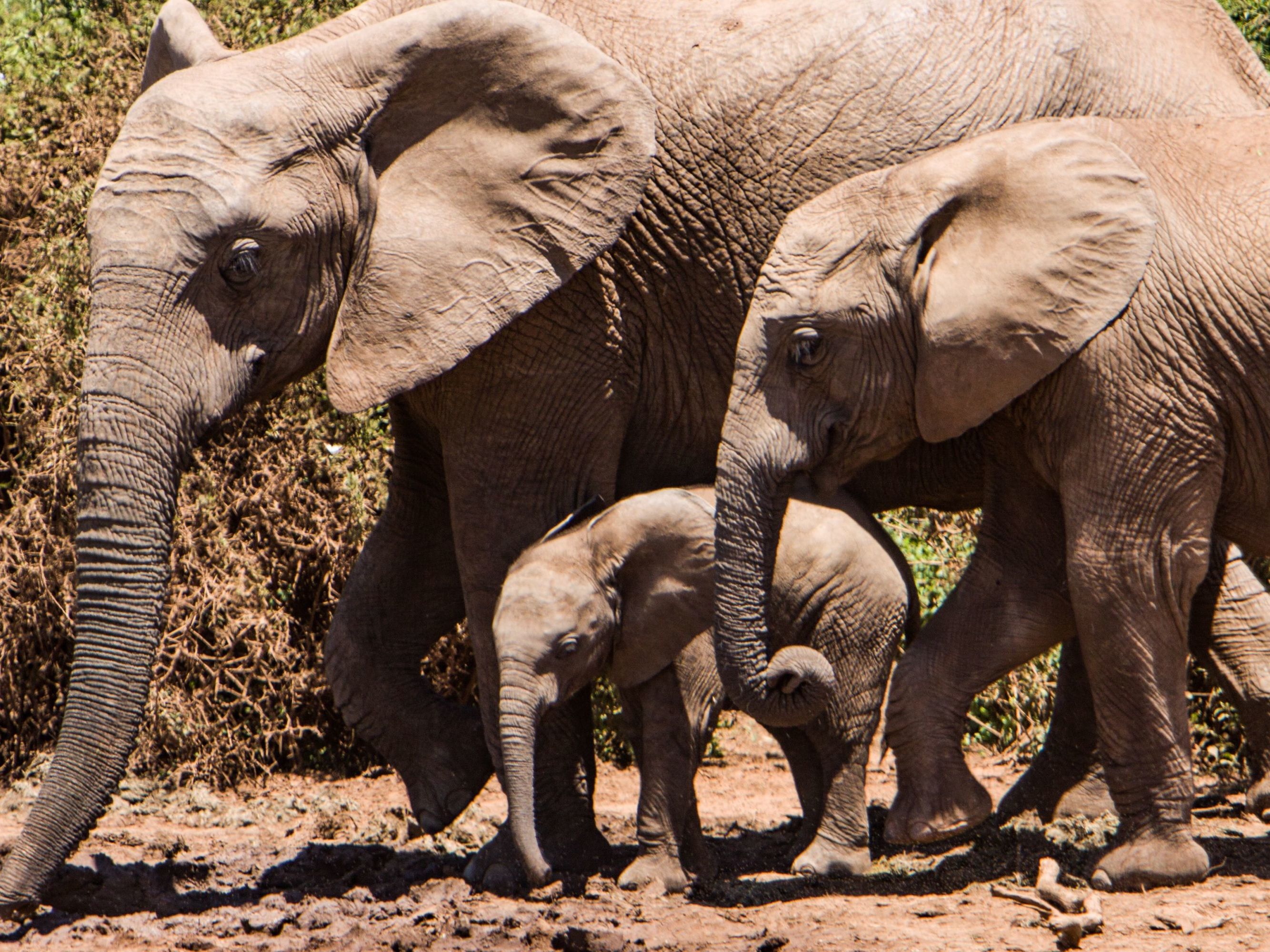 Khwai River Concession