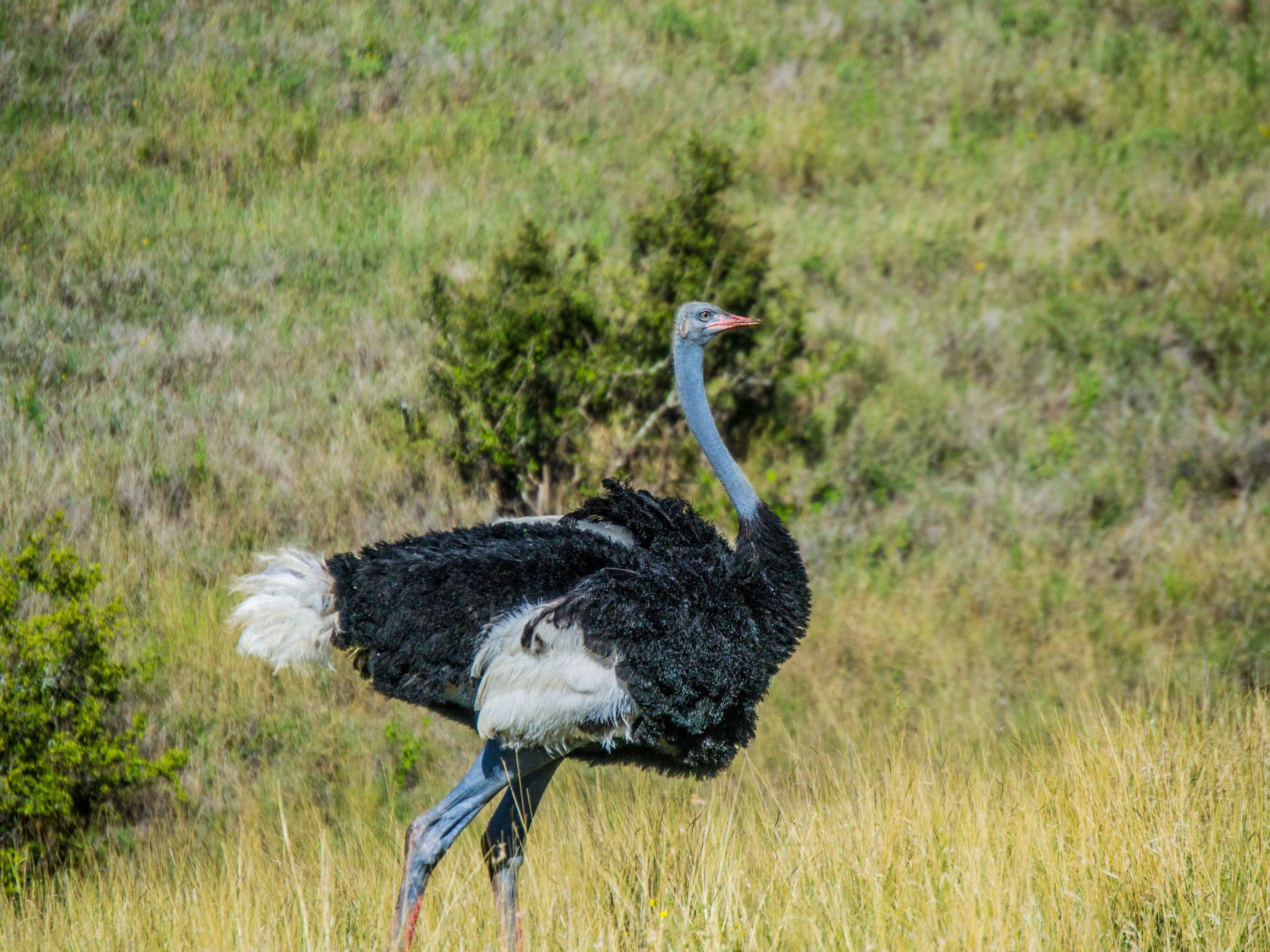 Buffalo Springs National Reserve