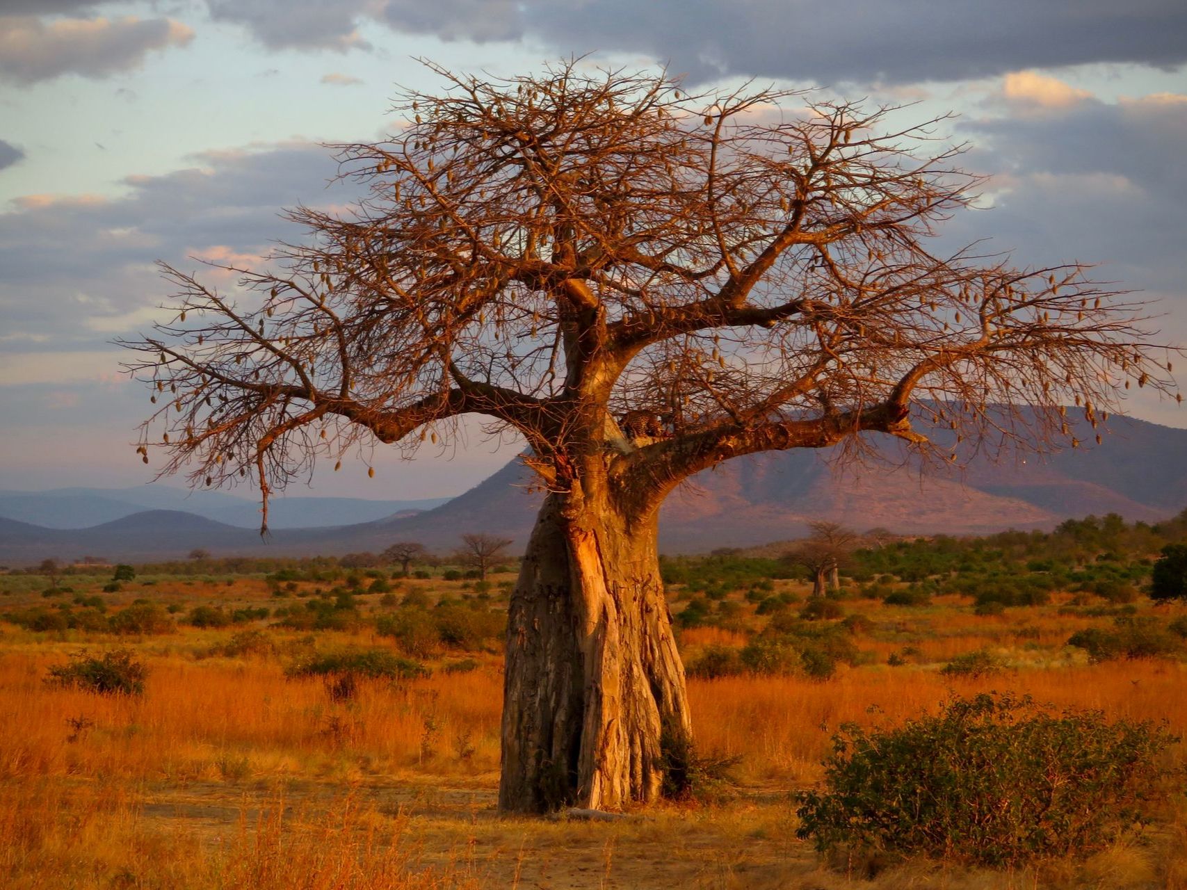 Ruaha National Park
