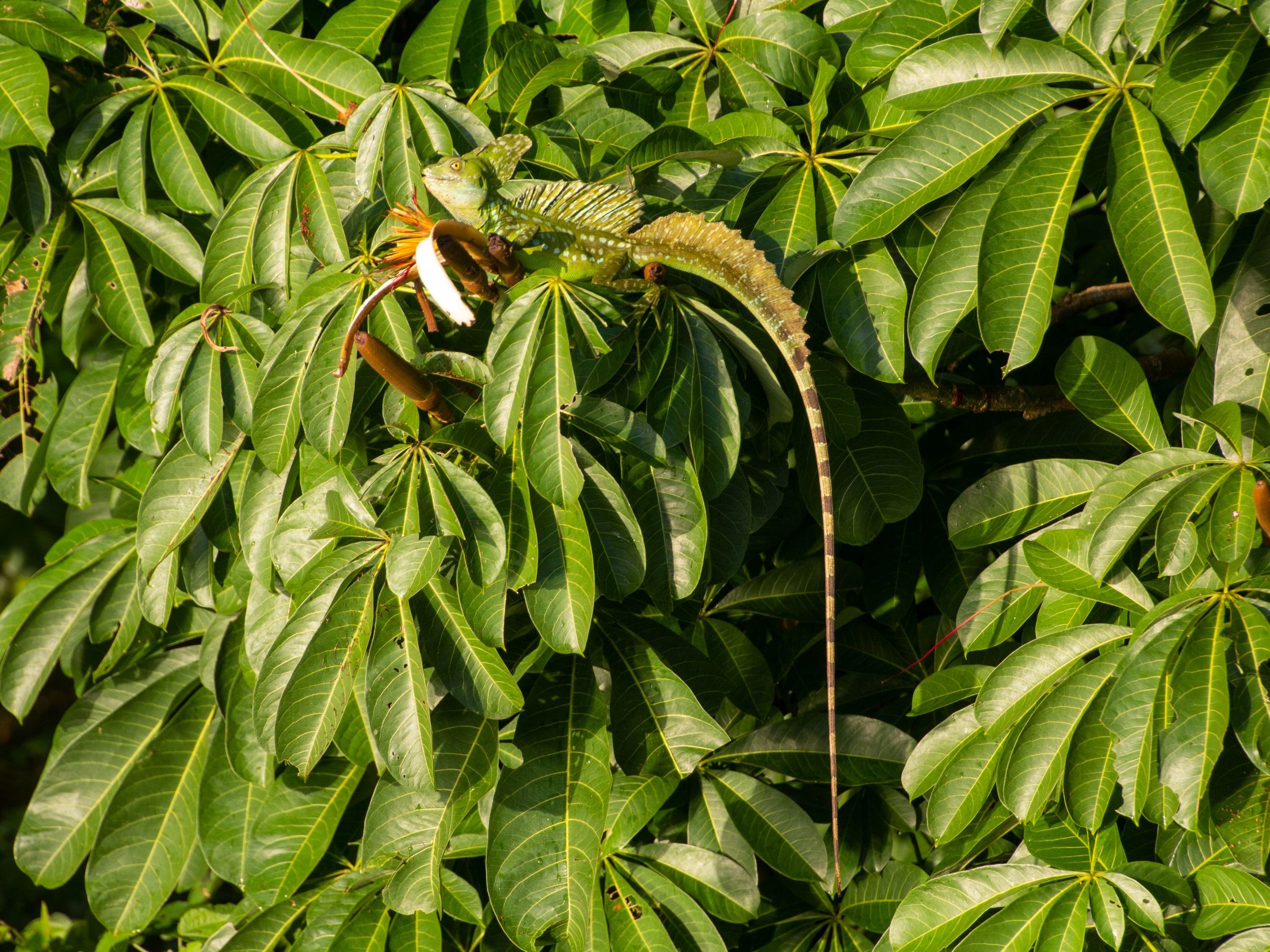 Full Day at Tortuga Lodge