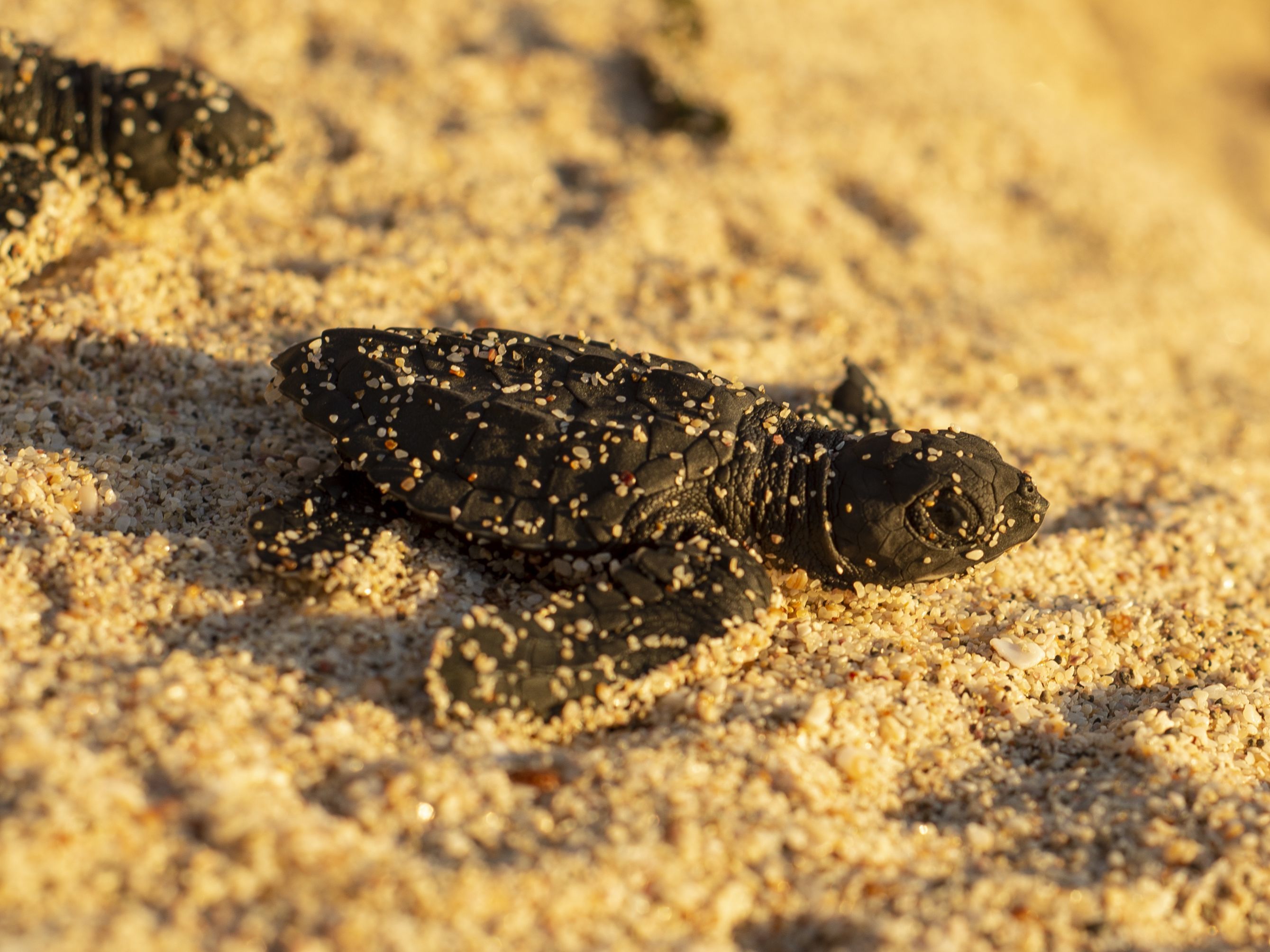 Full Day at Rancho Santana