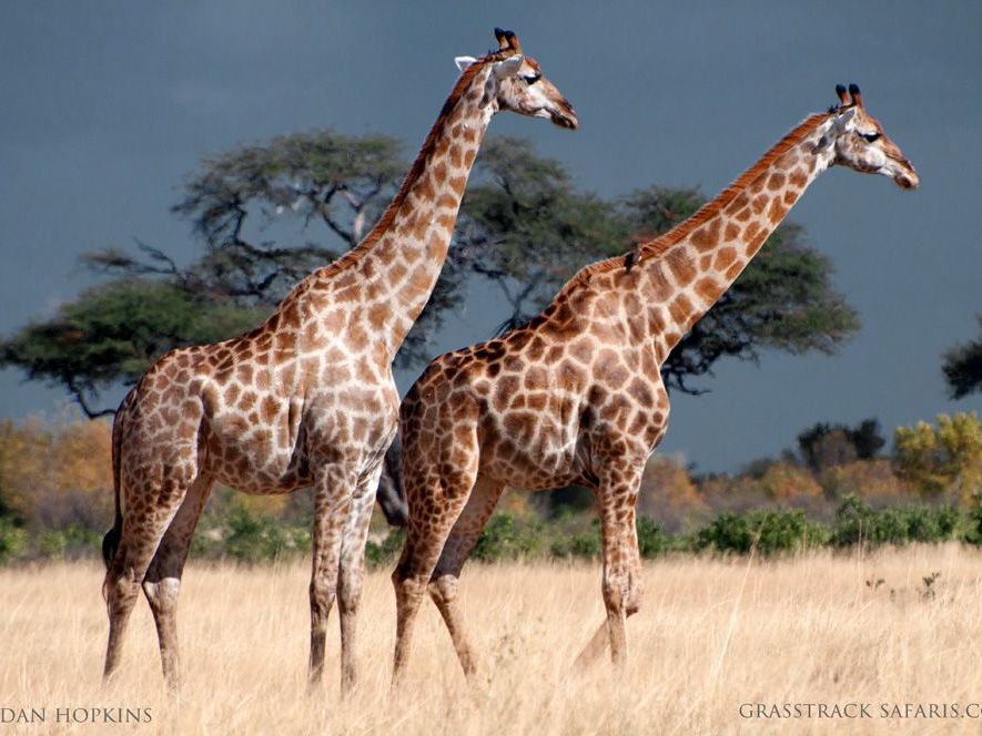 Khwai River Concession