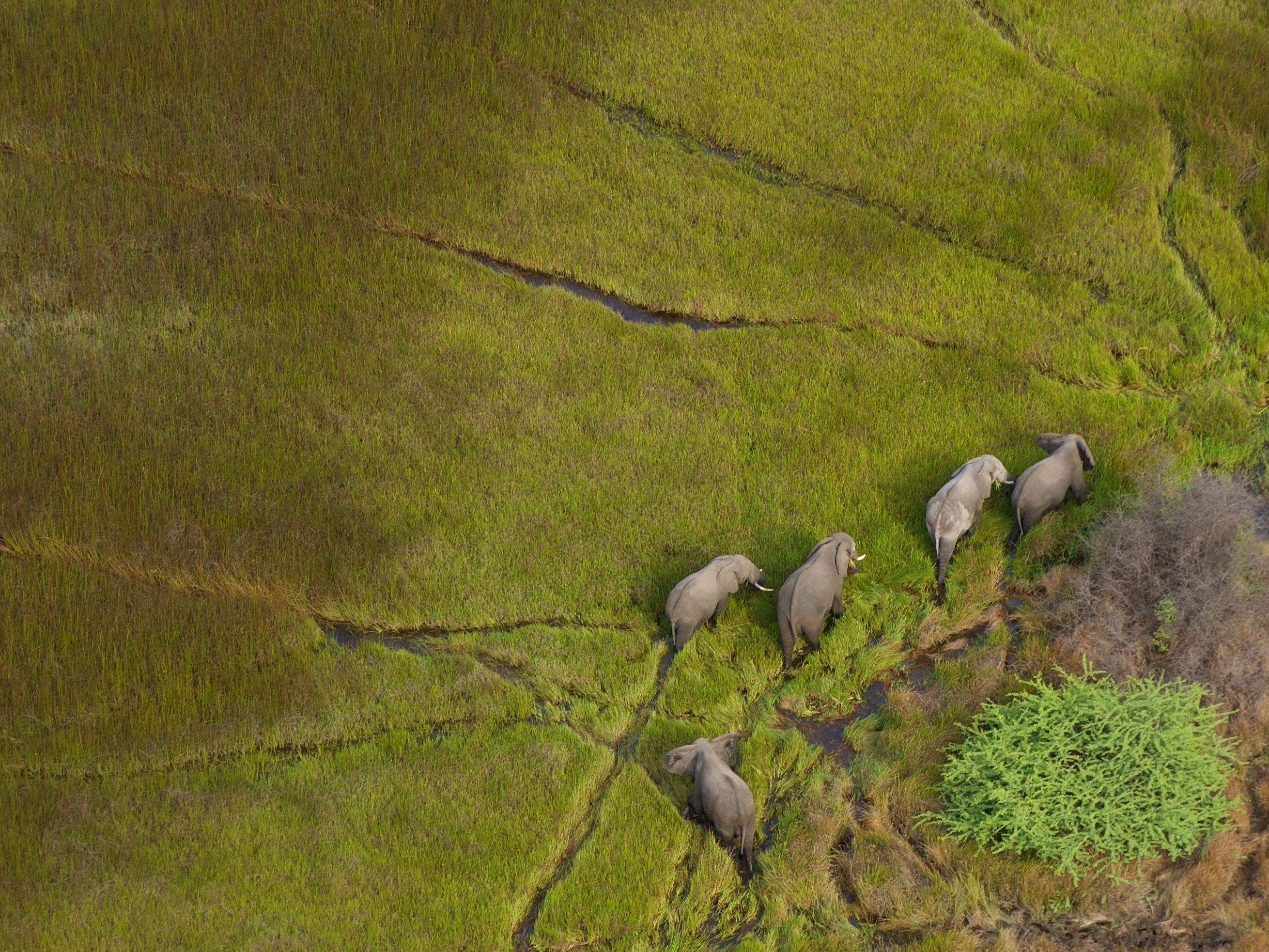Okavango Delta - Maun Departure