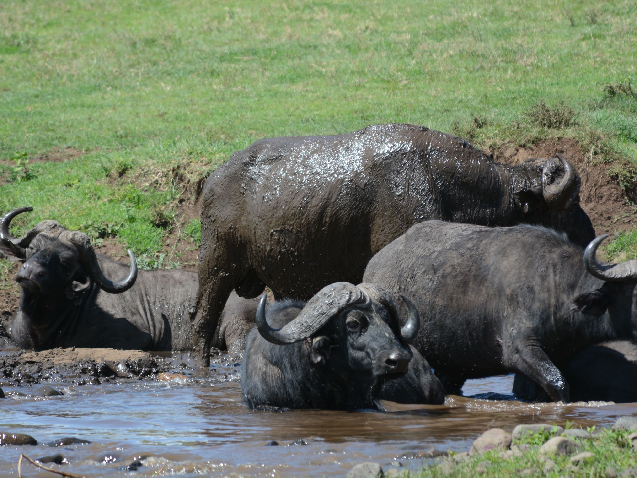 Ngorongoro Crater
