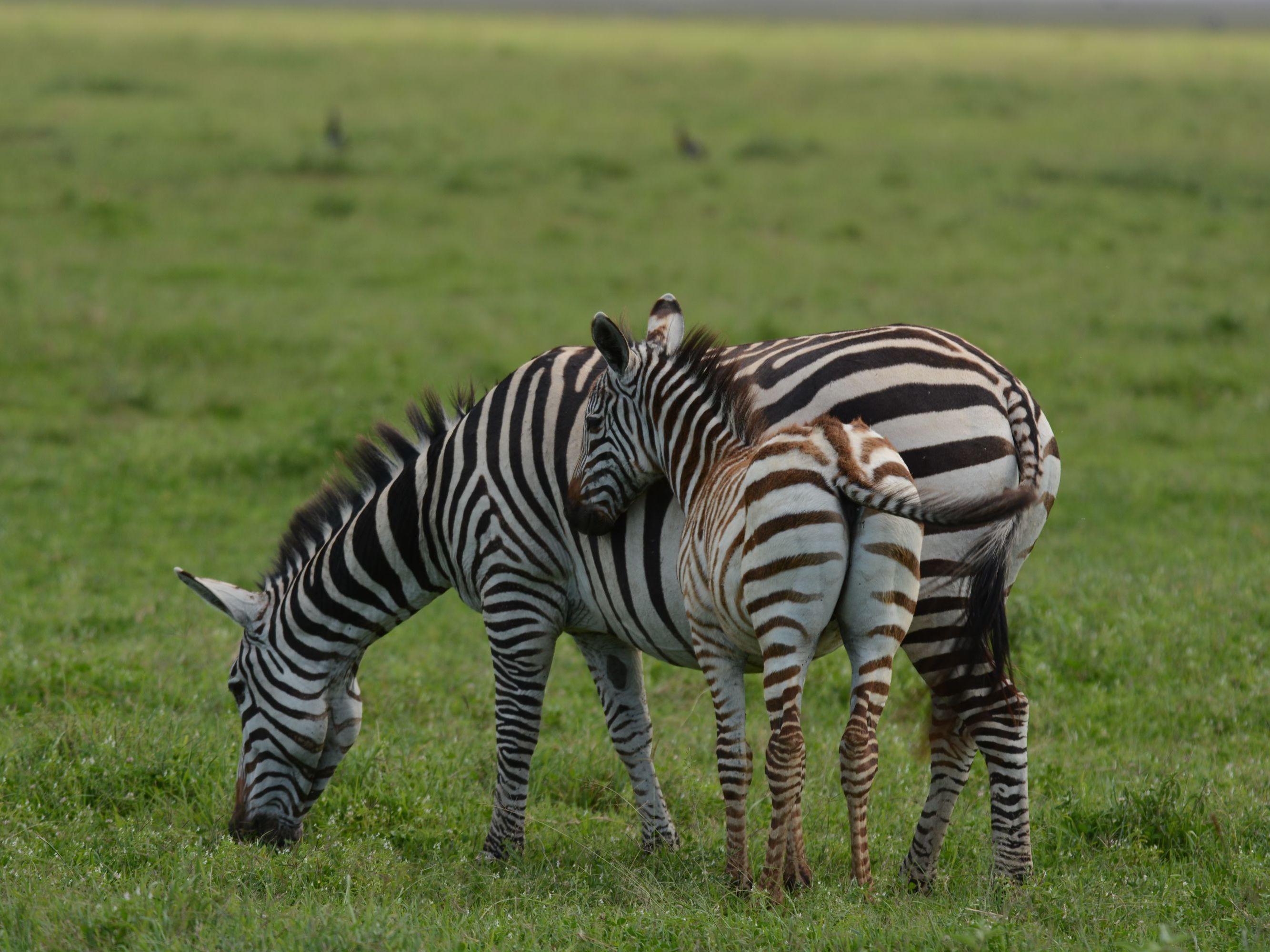 Ngorongoro Crater