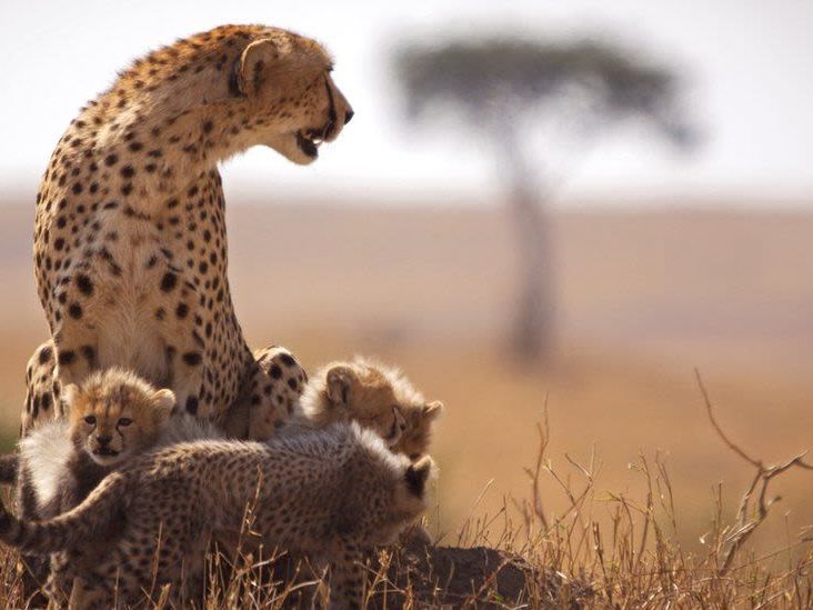 Amboseli National Park - Masai Mara