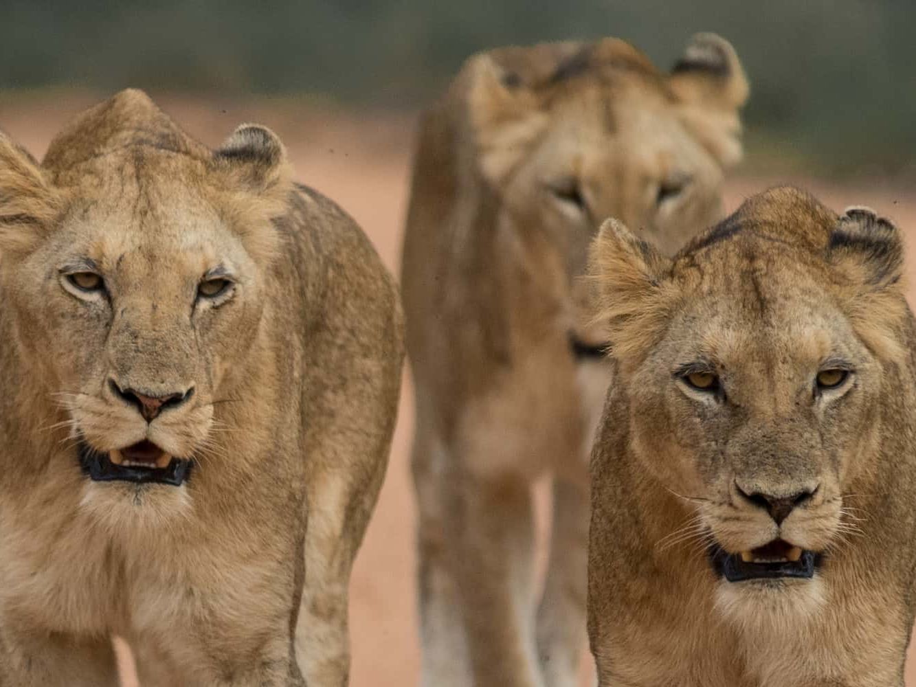 Kapama Private Game Reserve