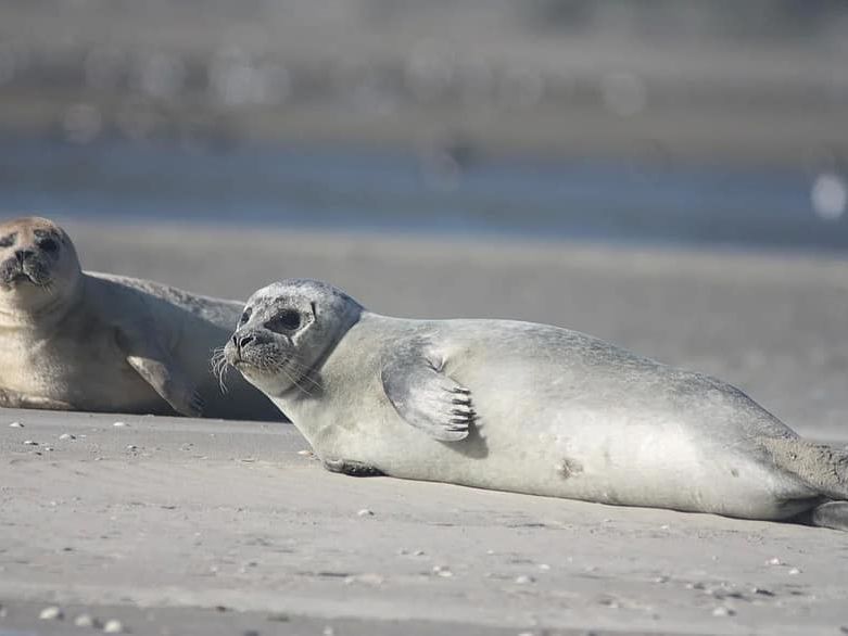 Seal spotting and oyster safari at Wadden Sea National Park