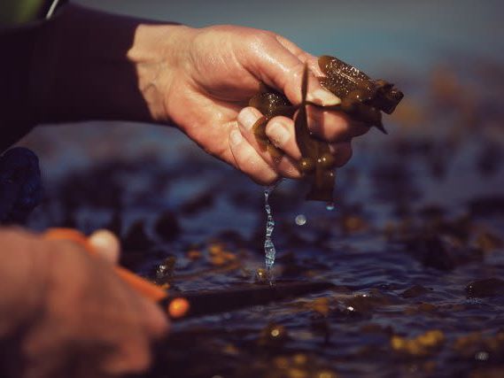 Private seaweed safari in Odsherred