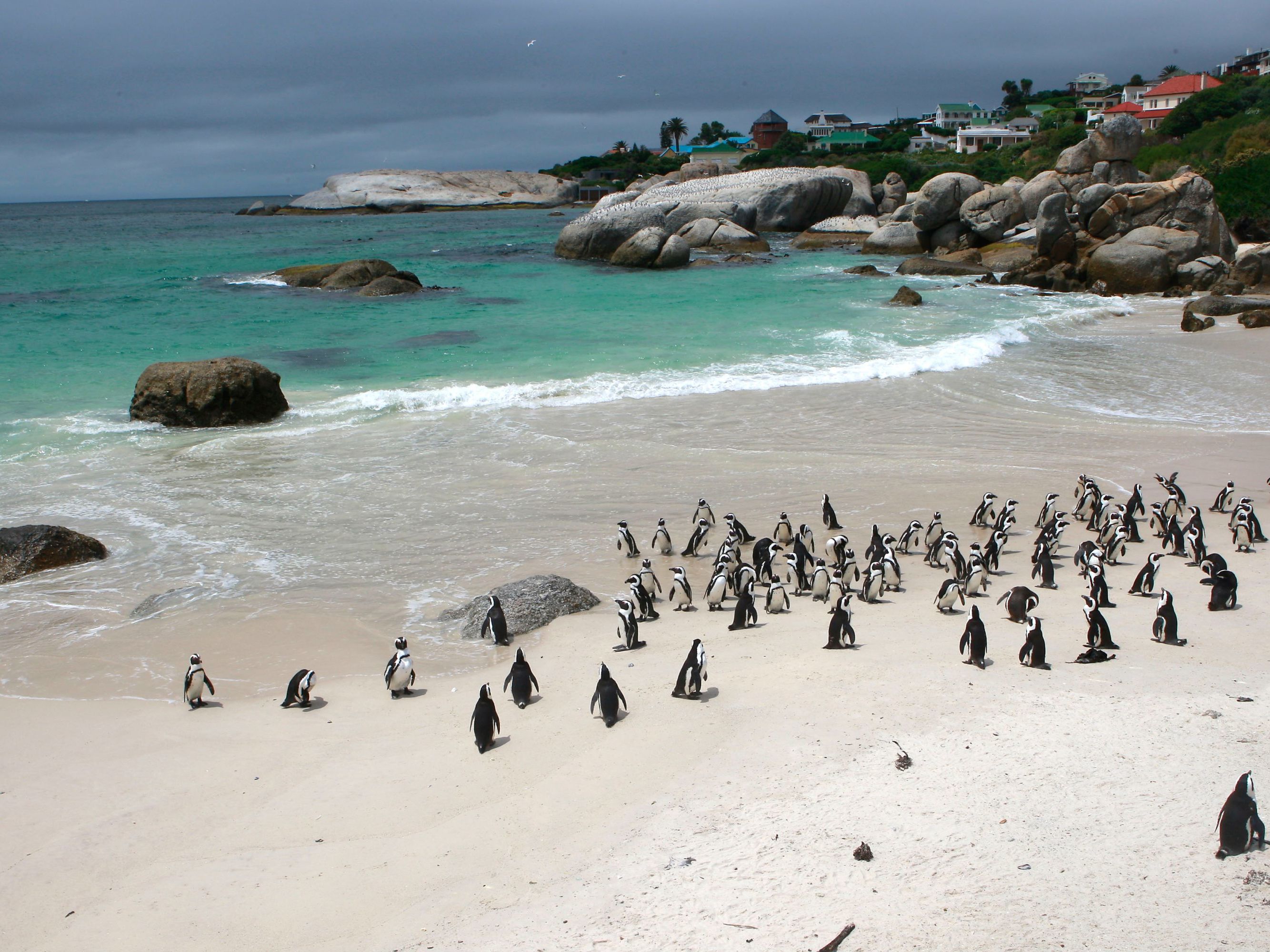 Cape Peninsula Tour/Full Day