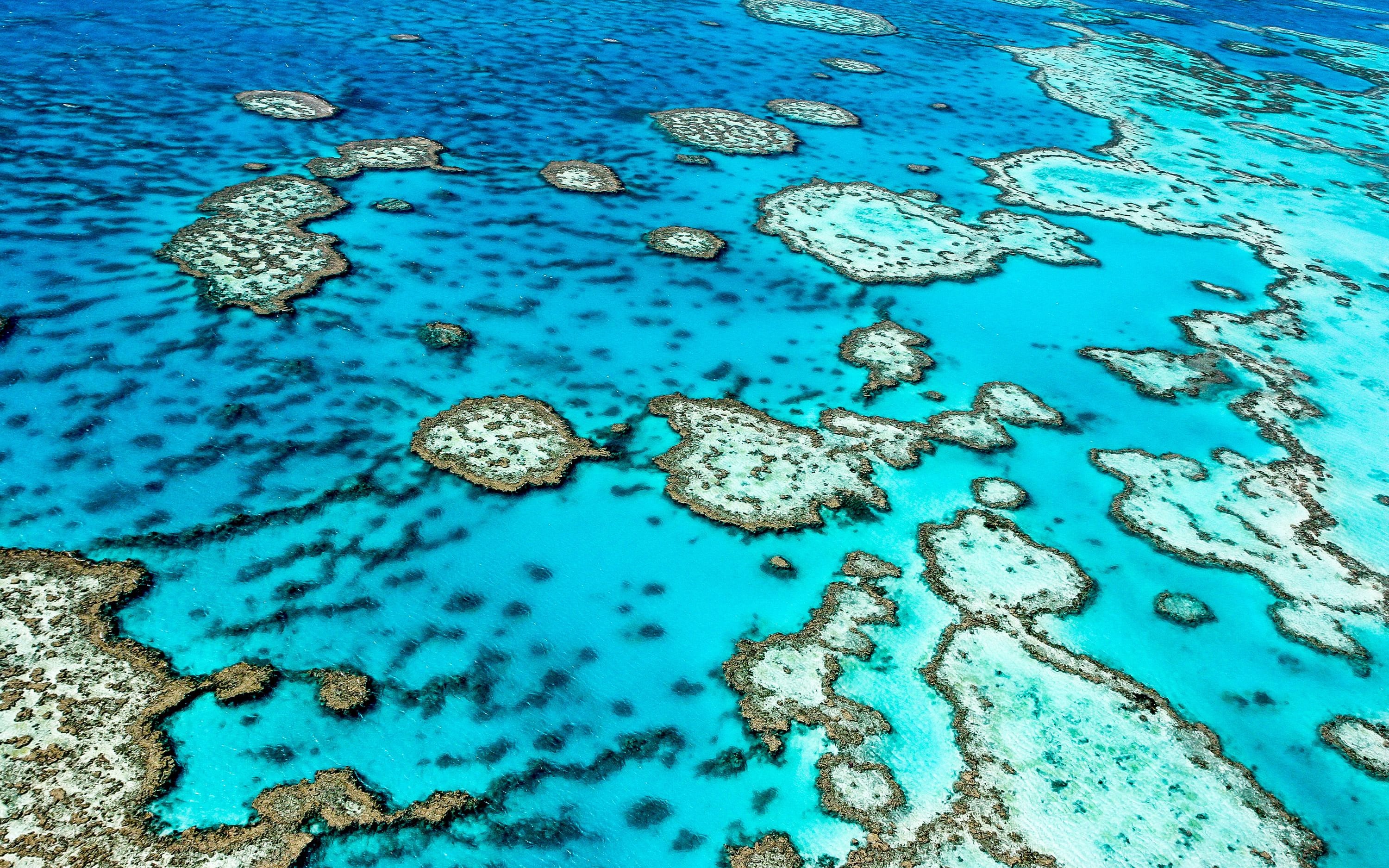 The Great Barrier Reef